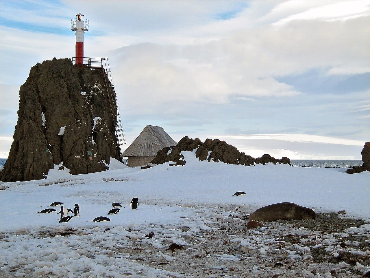 Tučňák oslí — fotografie z Wikimedia Commons