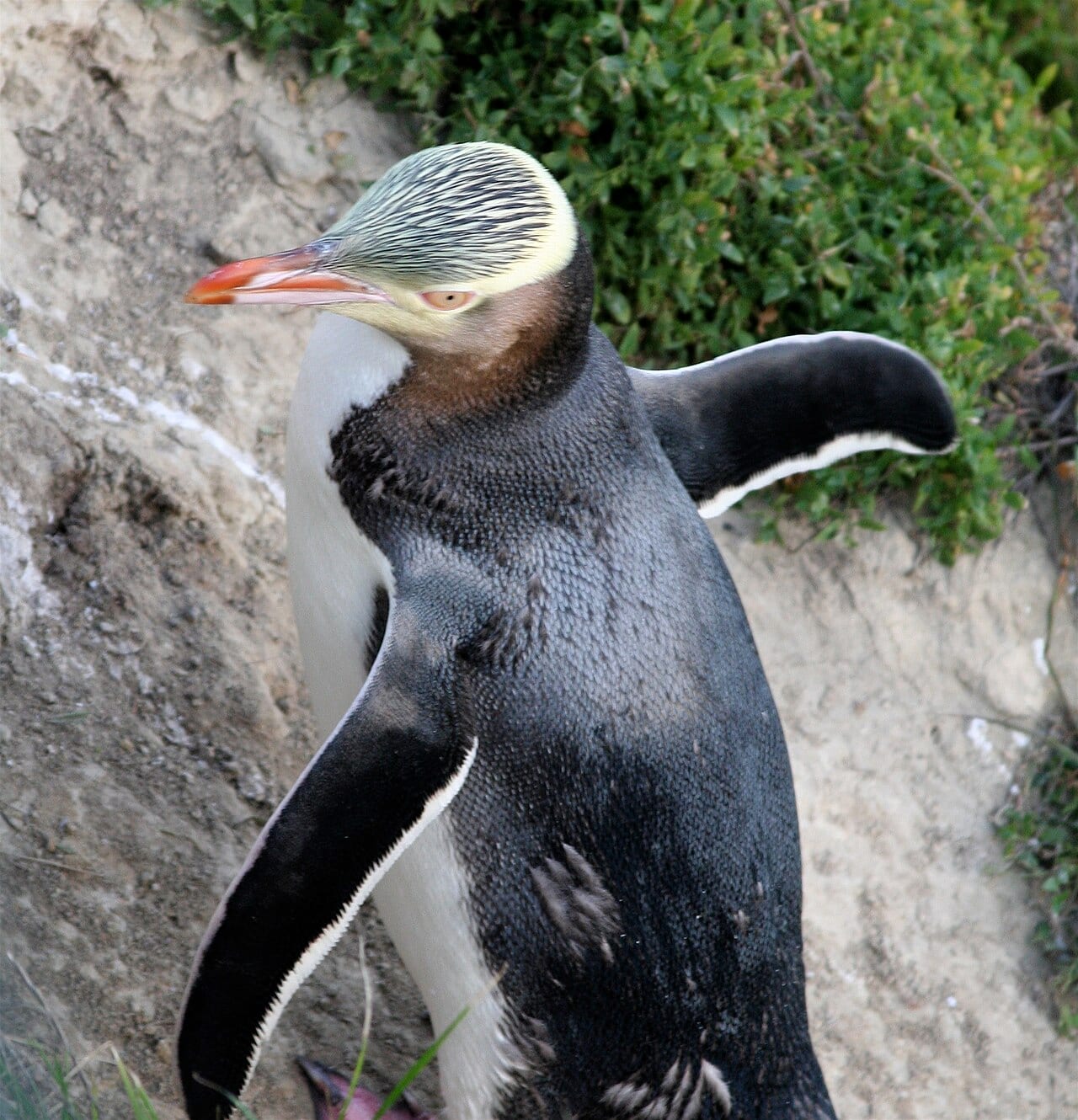 Tučňák žlutooký — fotografie z Wikimedia Commons