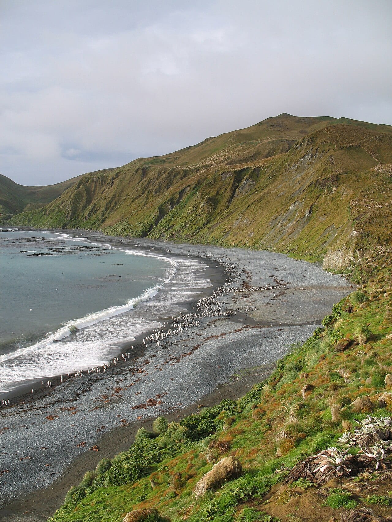 Tučňák královský — fotografie z Wikimedia Commons