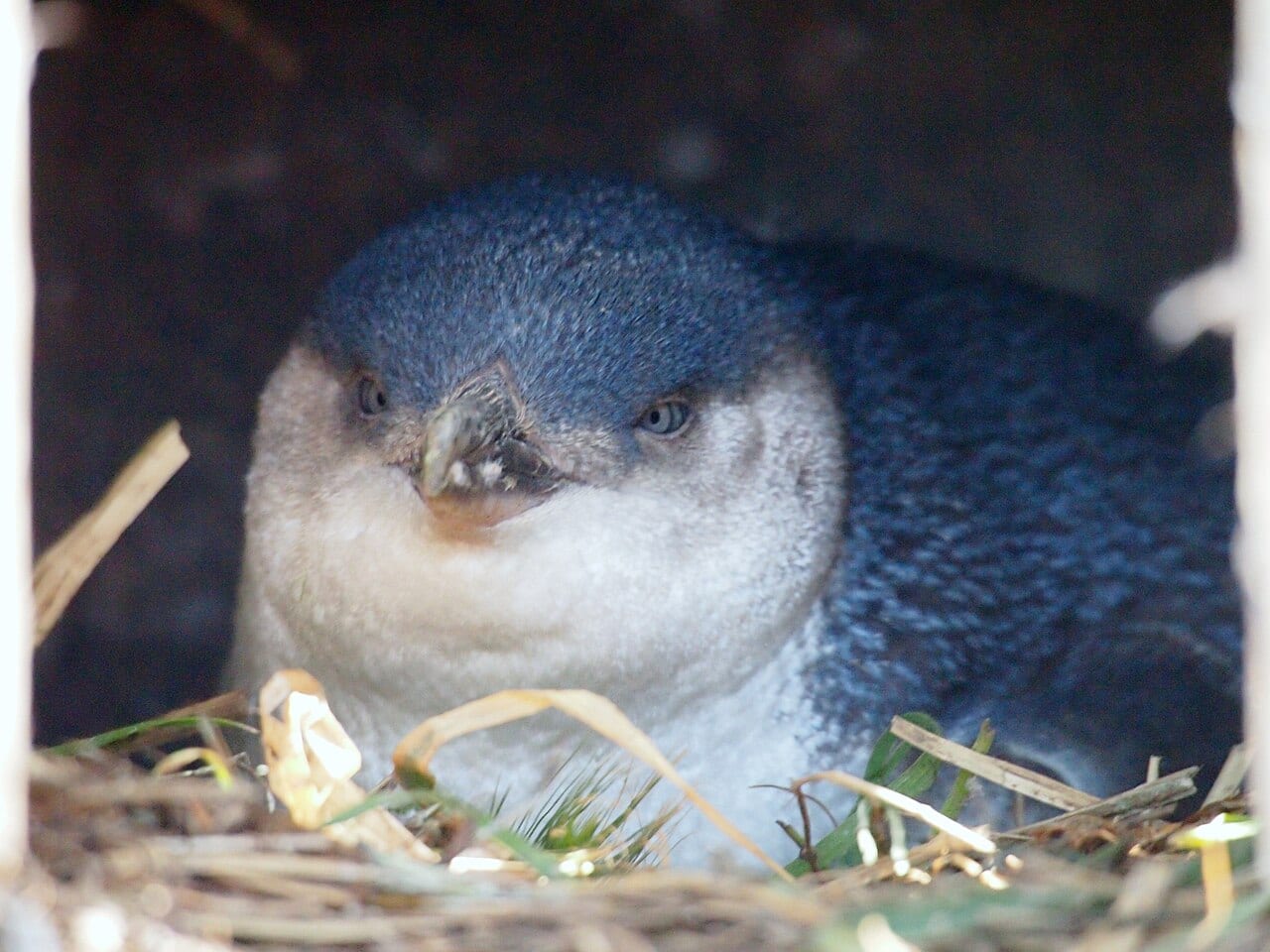 Tučňák nejmenší — fotografie z Wikimedia Commons