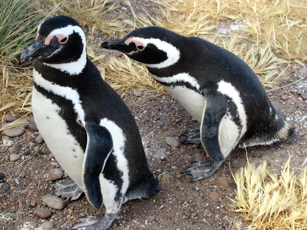 Tučňák magellanský — fotografie z Wikimedia Commons