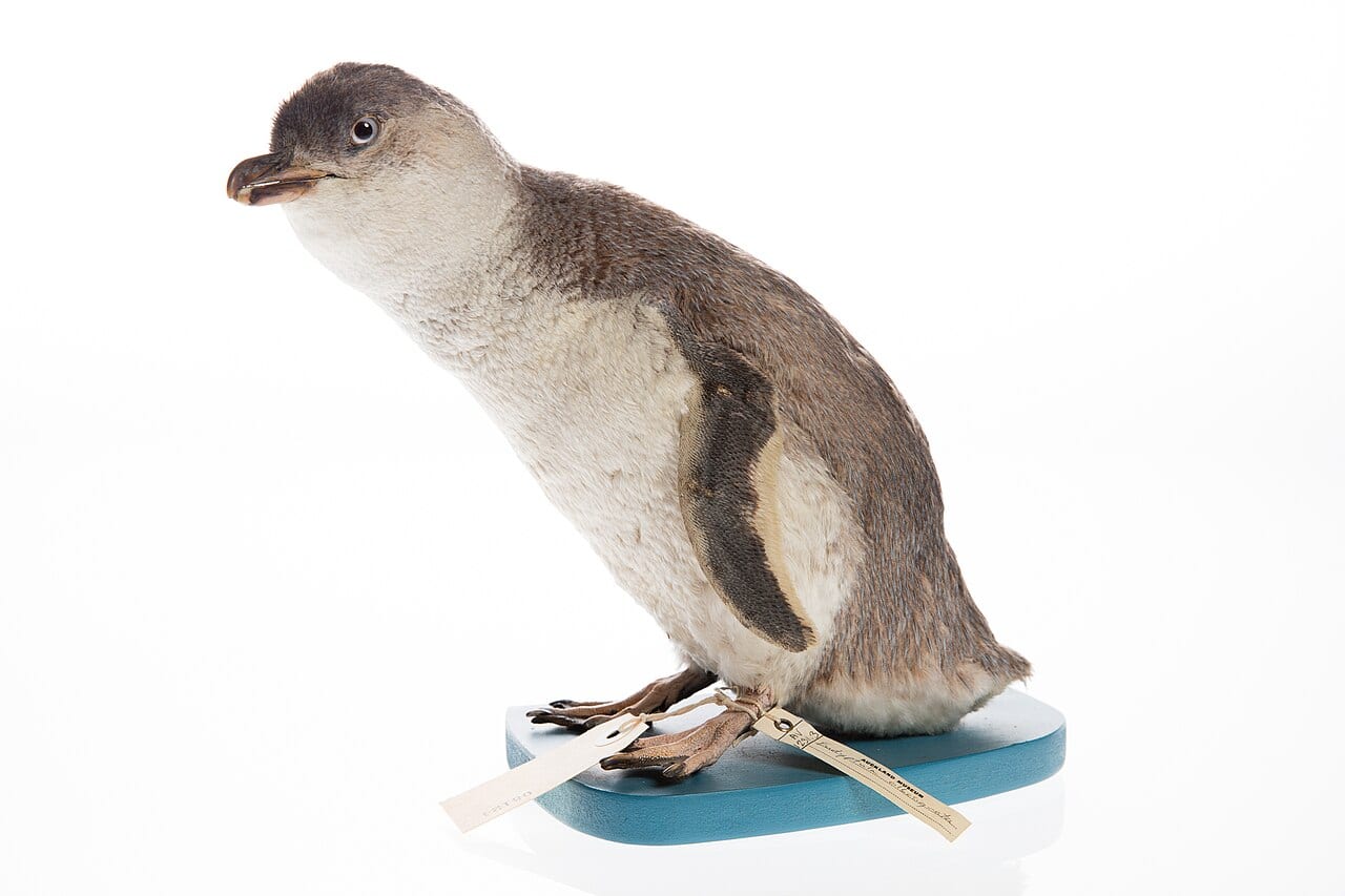 Tučňák nejmenší — fotografie z Wikimedia Commons