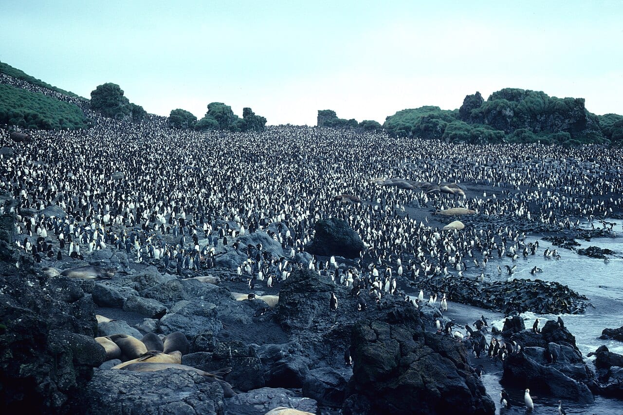 Tučňák královský — fotografie z Wikimedia Commons