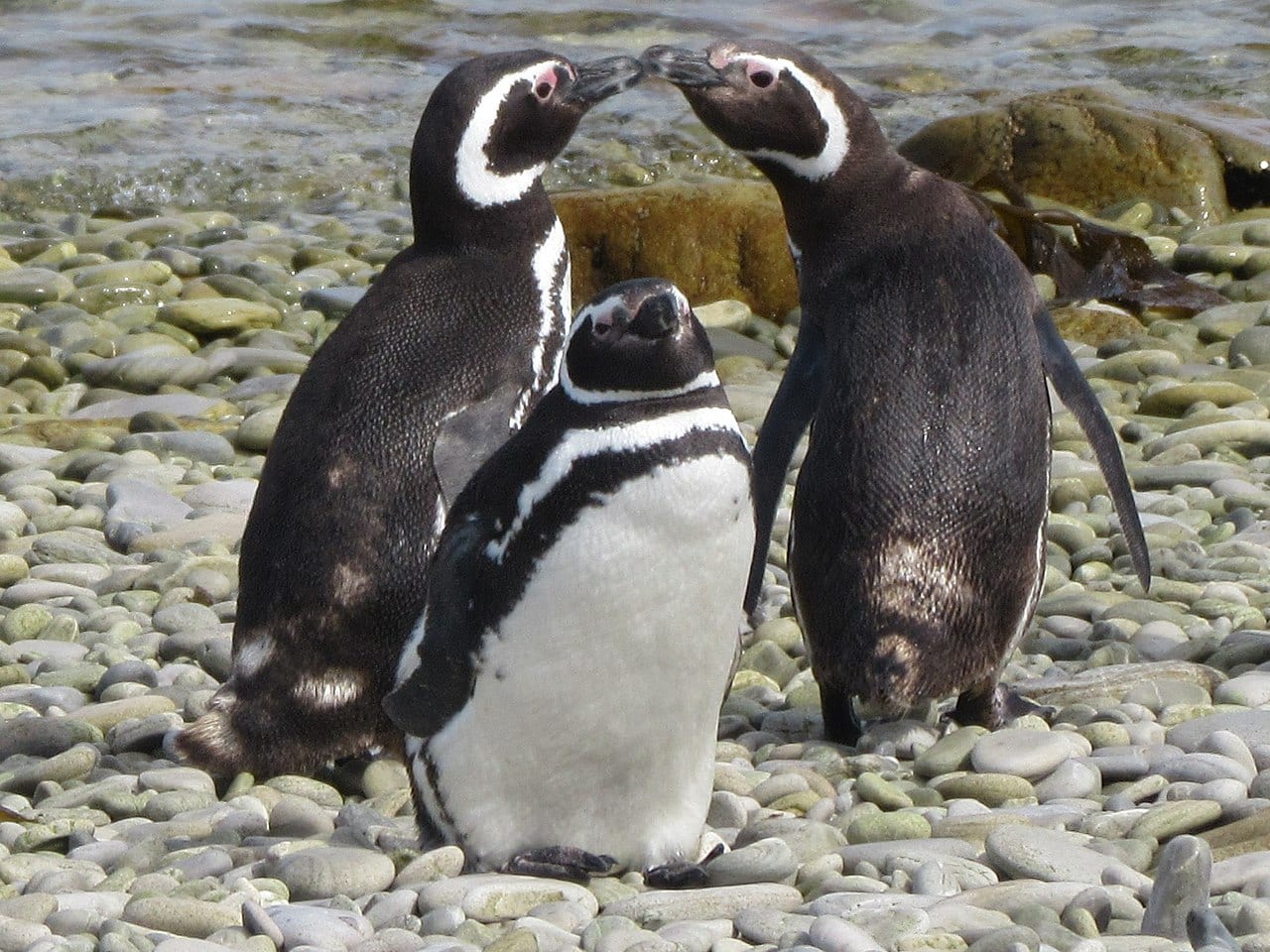 Tučňák magellanský — fotografie z Wikimedia Commons