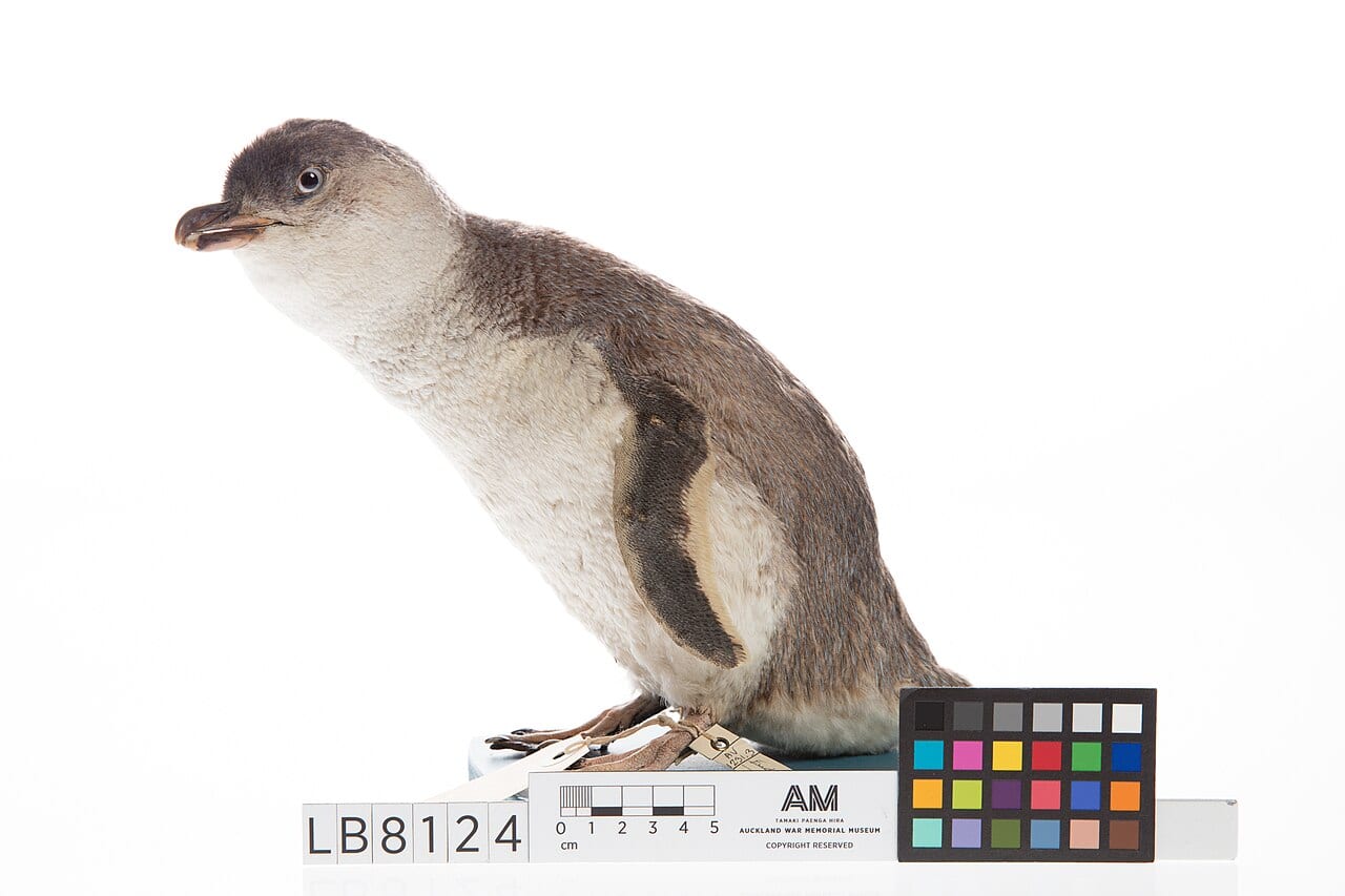 Tučňák nejmenší — fotografie z Wikimedia Commons