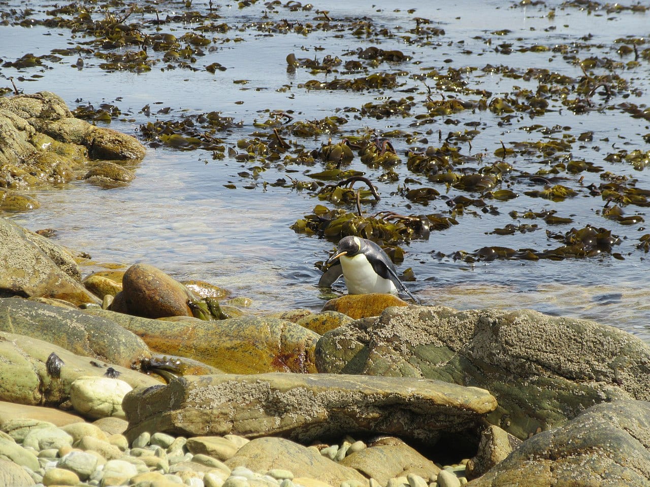 Tučňák magellanský — fotografie z Wikimedia Commons