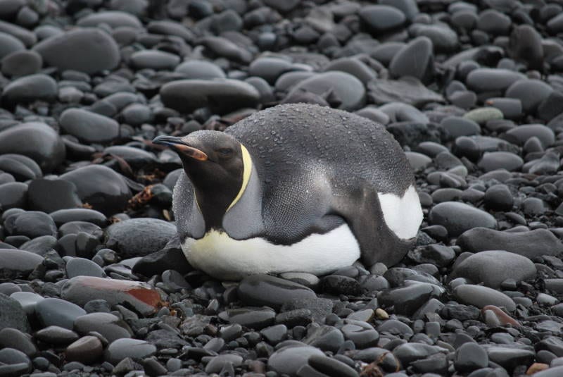 Tučňák císařský — fotografie z Wikimedia Commons