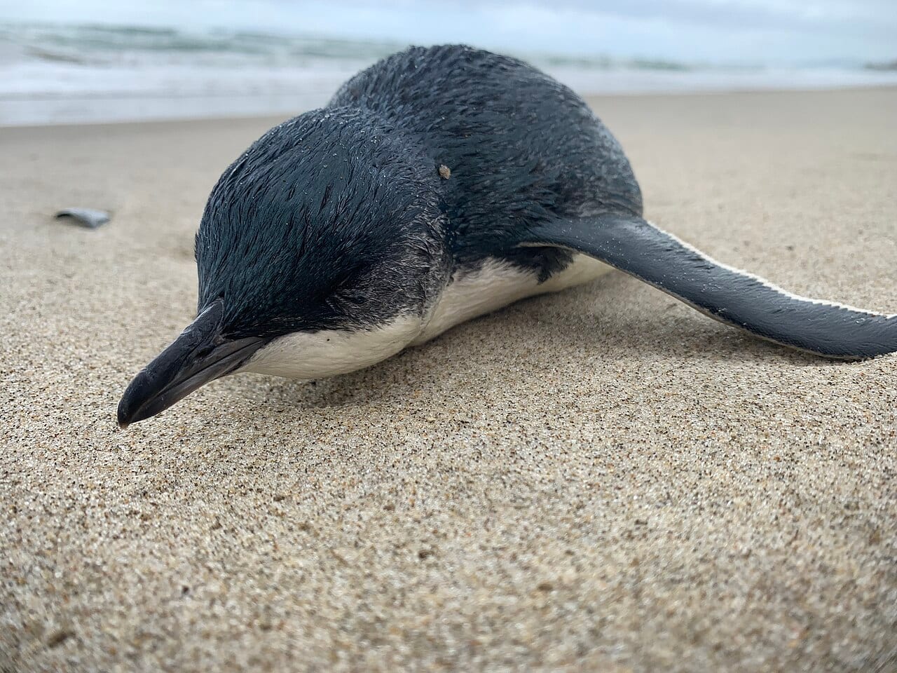 Tučňák nejmenší — fotografie z Wikimedia Commons