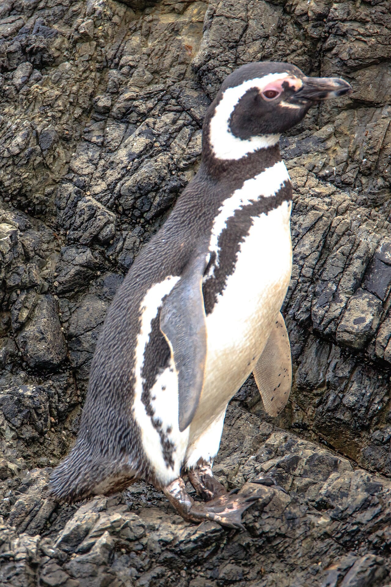 Tučňák magellanský — fotografie z Wikimedia Commons