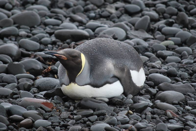 Tučňák císařský — fotografie z Wikimedia Commons