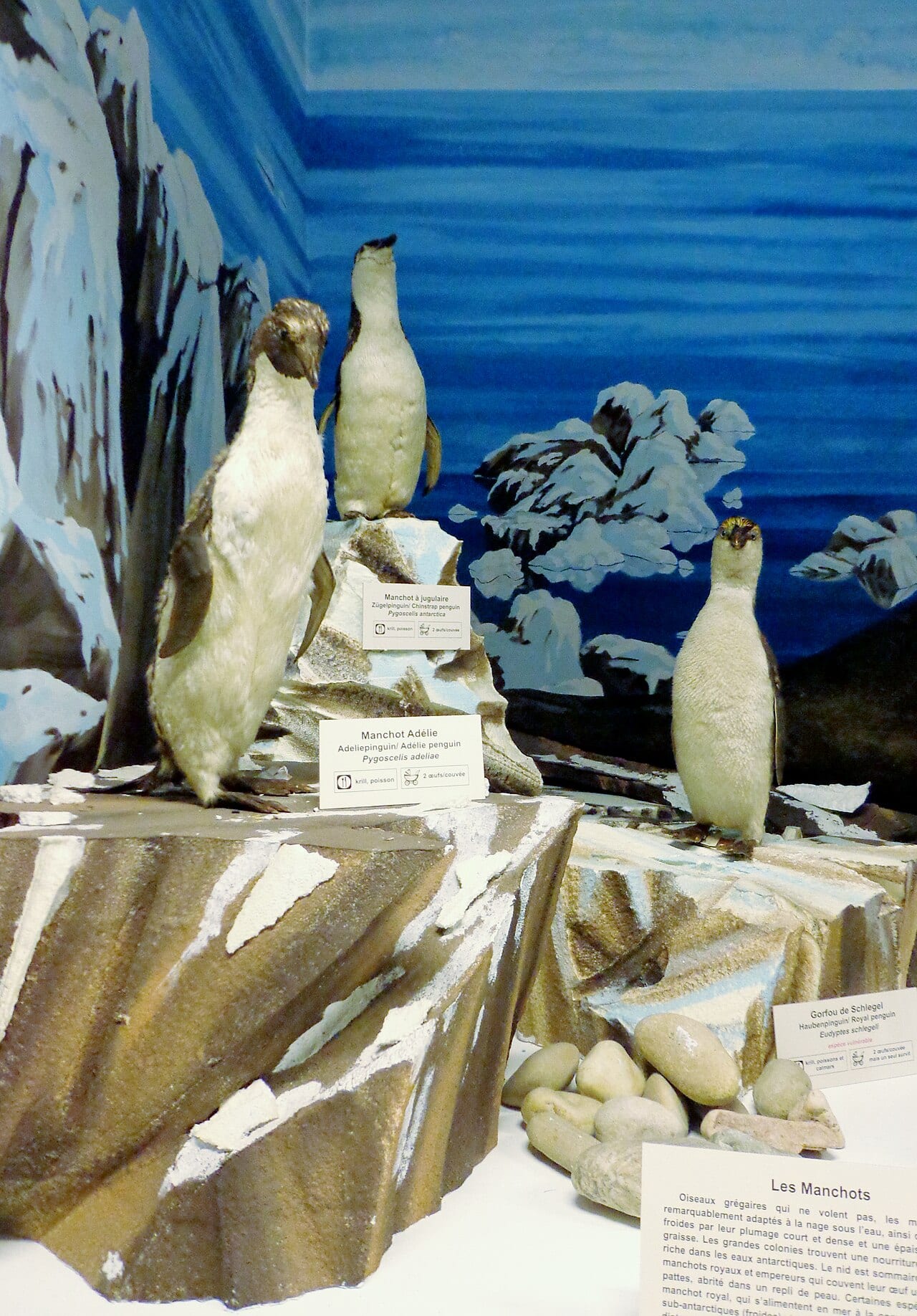 Tučňák královský — fotografie z Wikimedia Commons