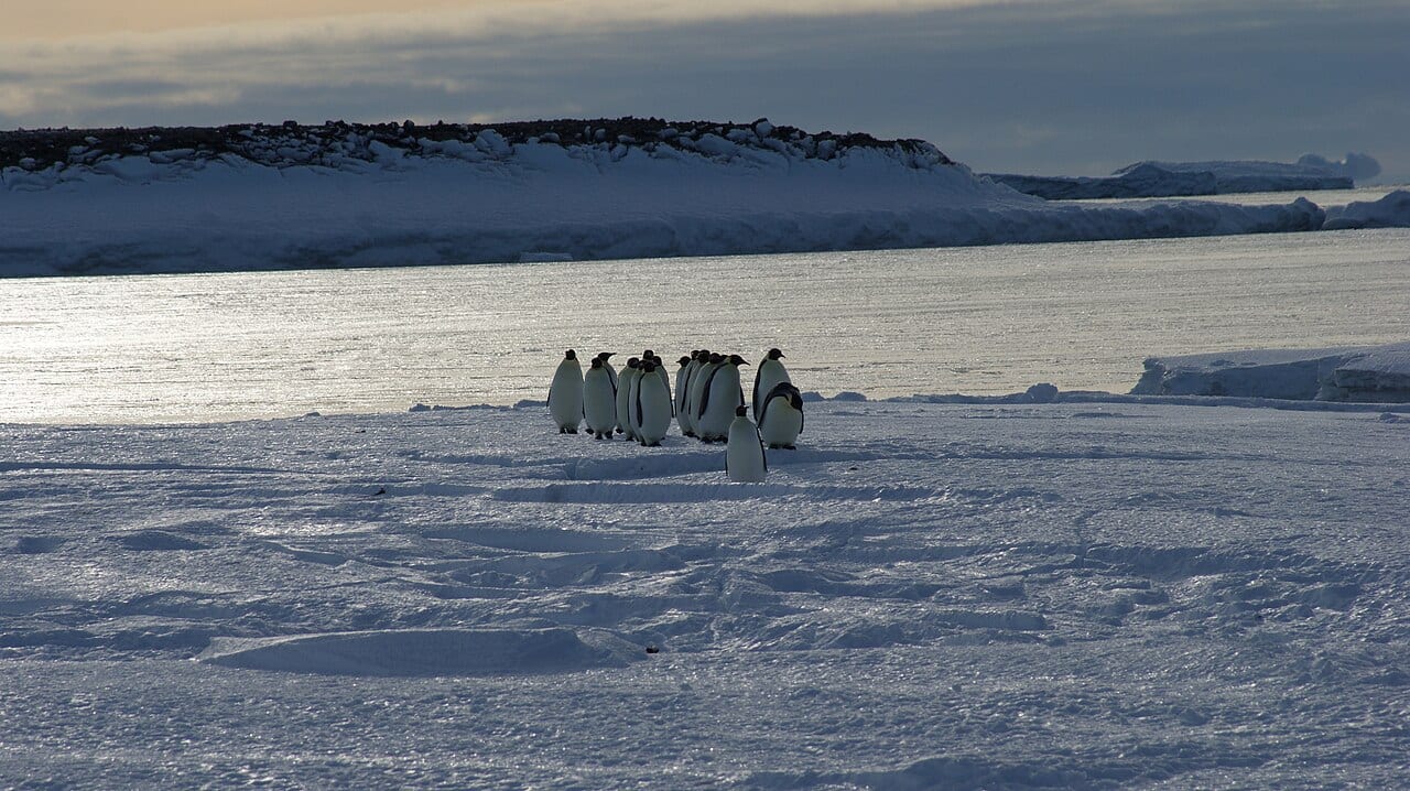 Tučňák císařský — fotografie z Wikimedia Commons