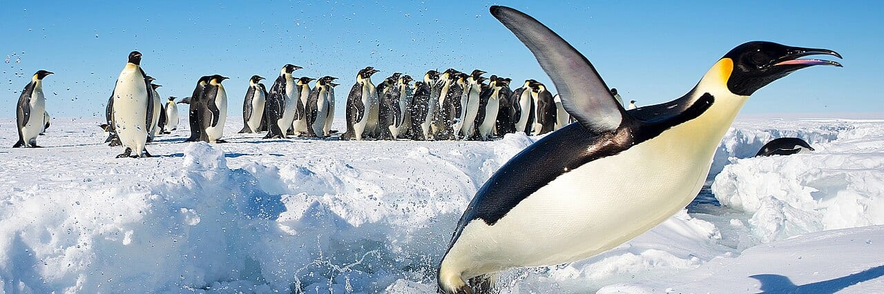 Tučňák císařský — fotografie z Wikimedia Commons