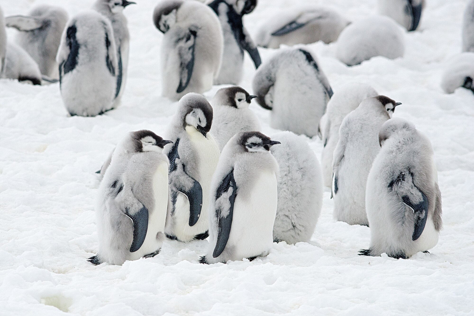 Skupina mláďat tučňáka císařského během pelichání, Brunt Ice Shelf