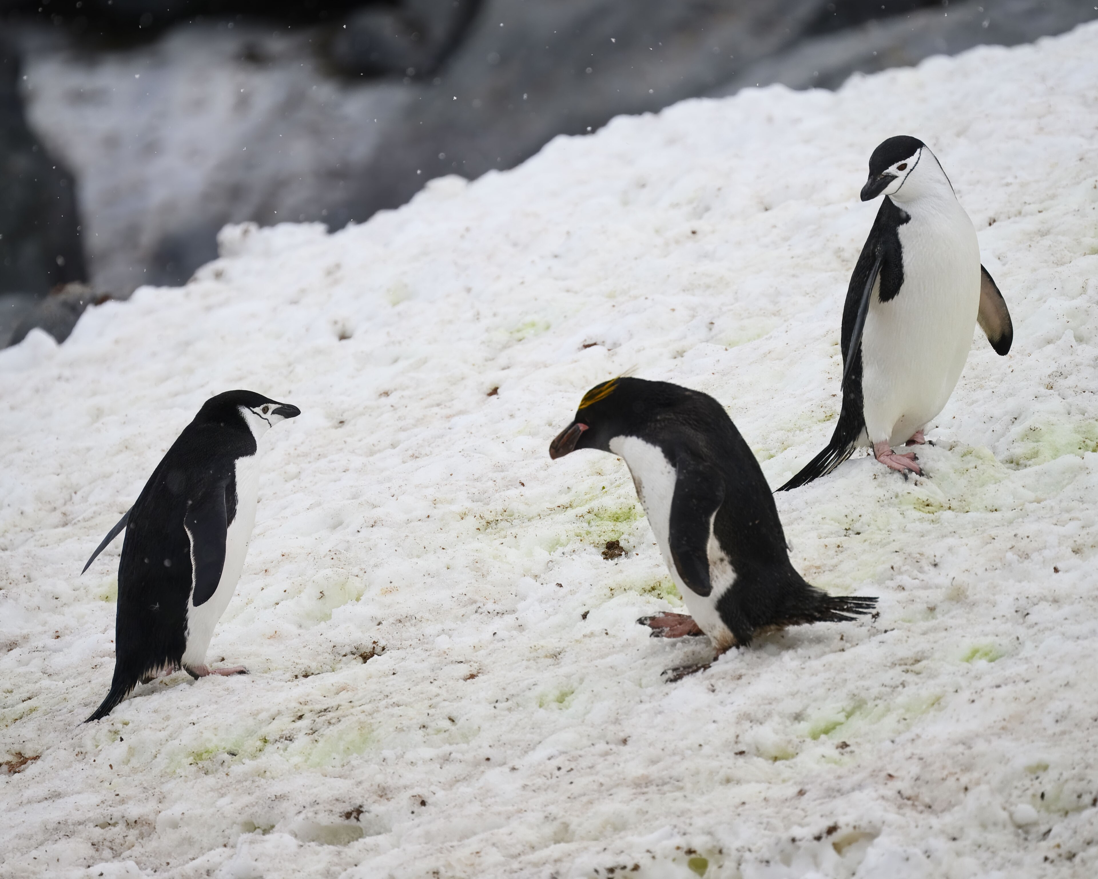 Detail hlavy tučňáka zlatovlasého, Half Moon Island