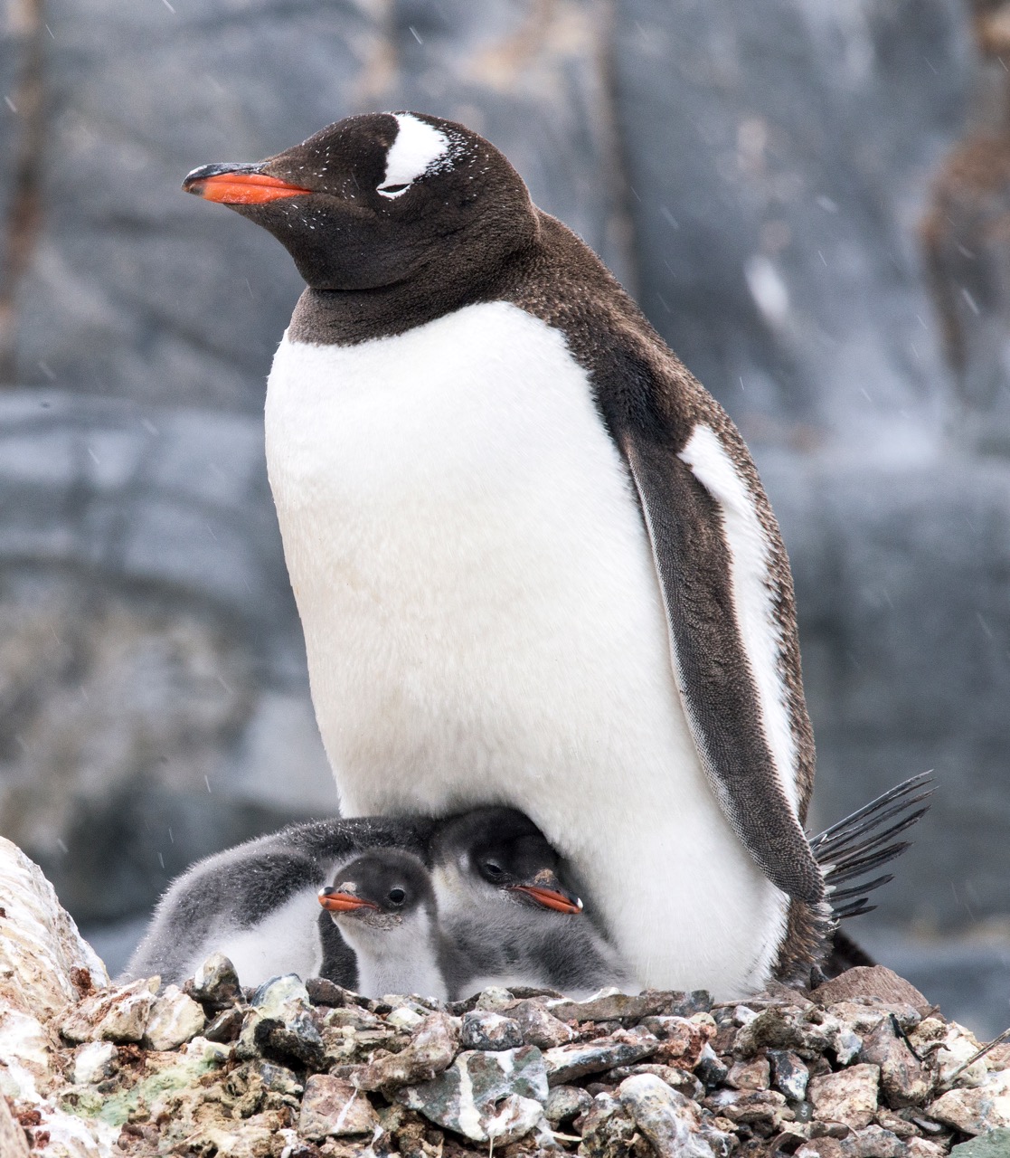 Mládě tučňáka oslího, Antarktida