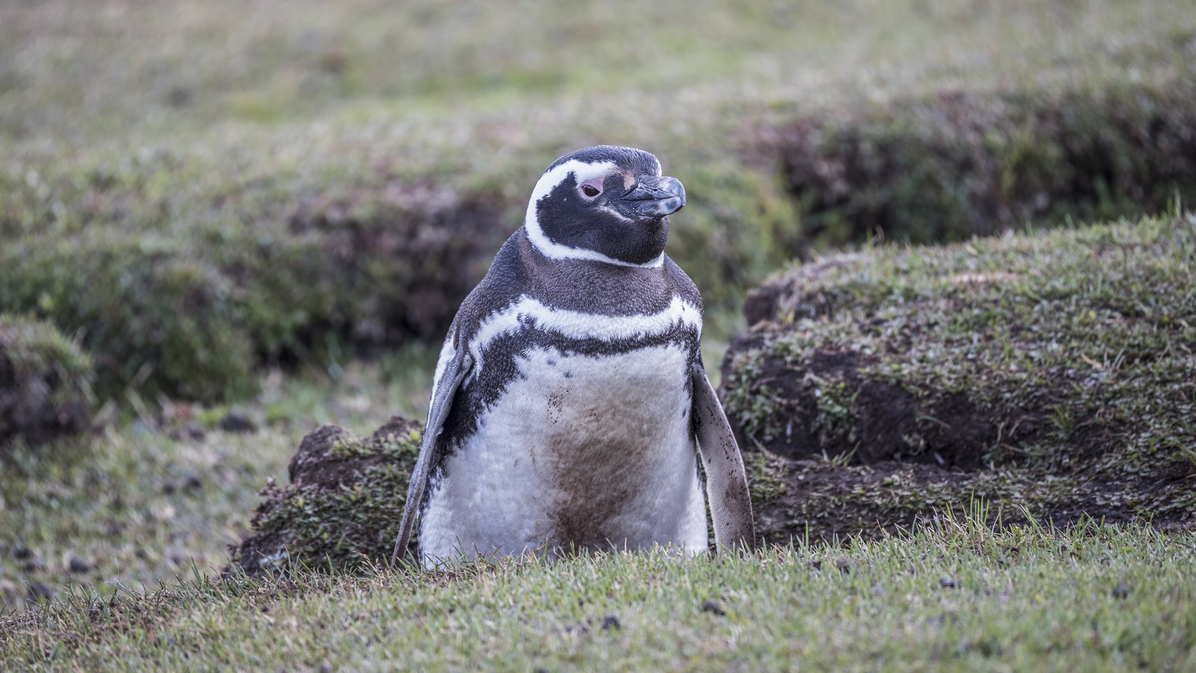 Tučňák magellanský na Saunders Island, Falklandy