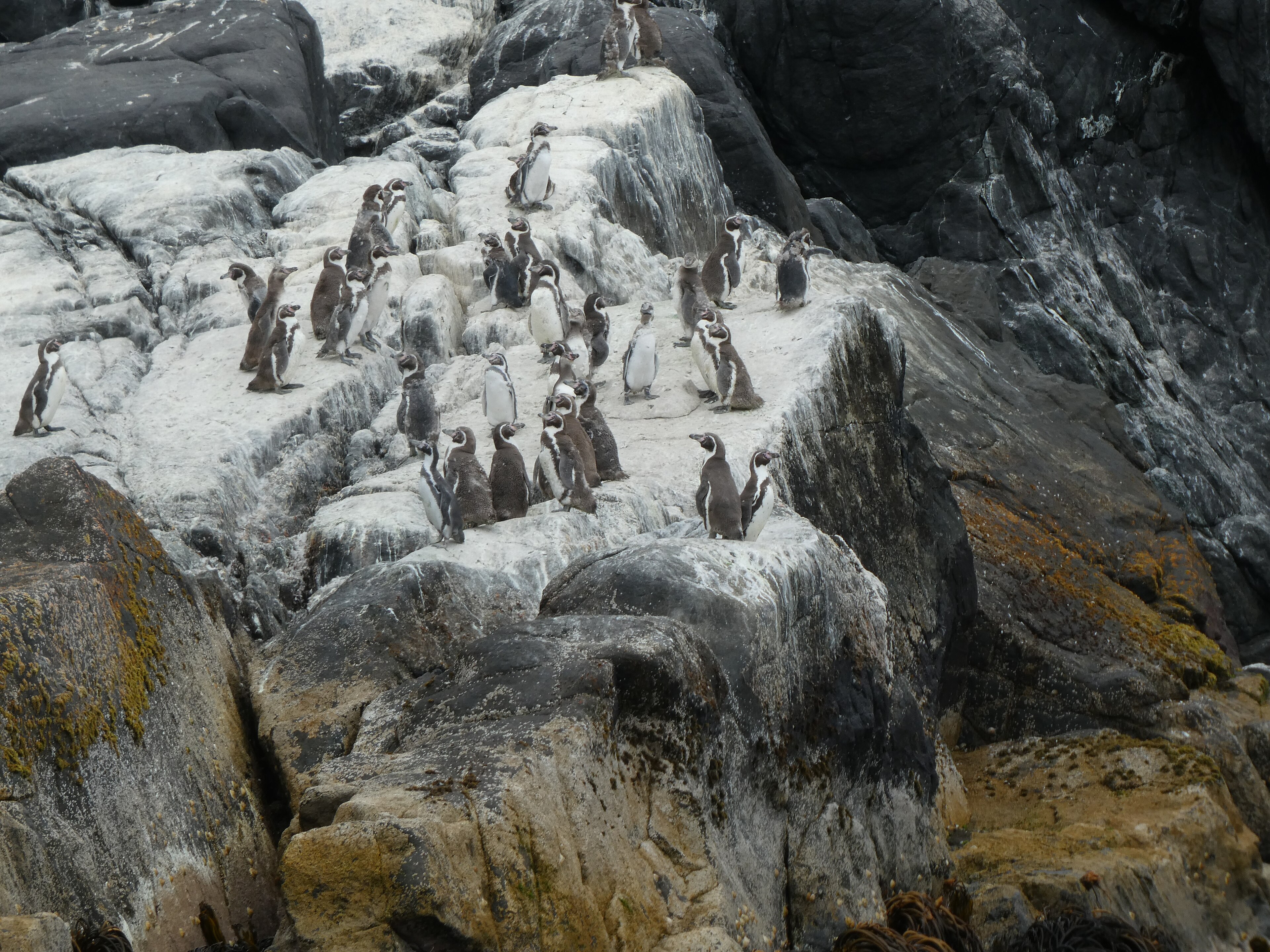 Kolonie tučňáků Humboldtových u majáku Punta Caldera, Chile