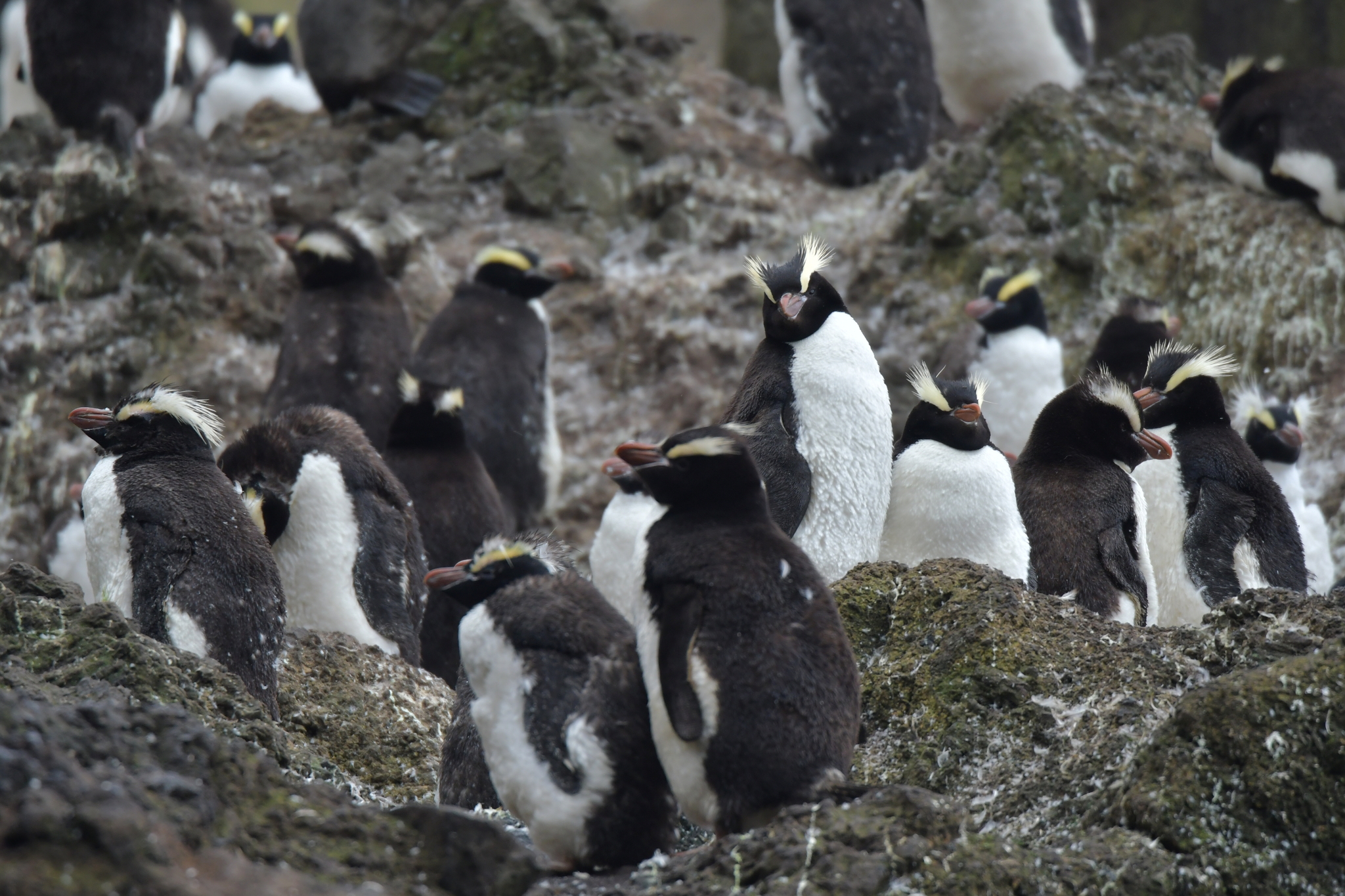 Tučňák Sclaterův v subantarktických vodách u Nového Zélandu