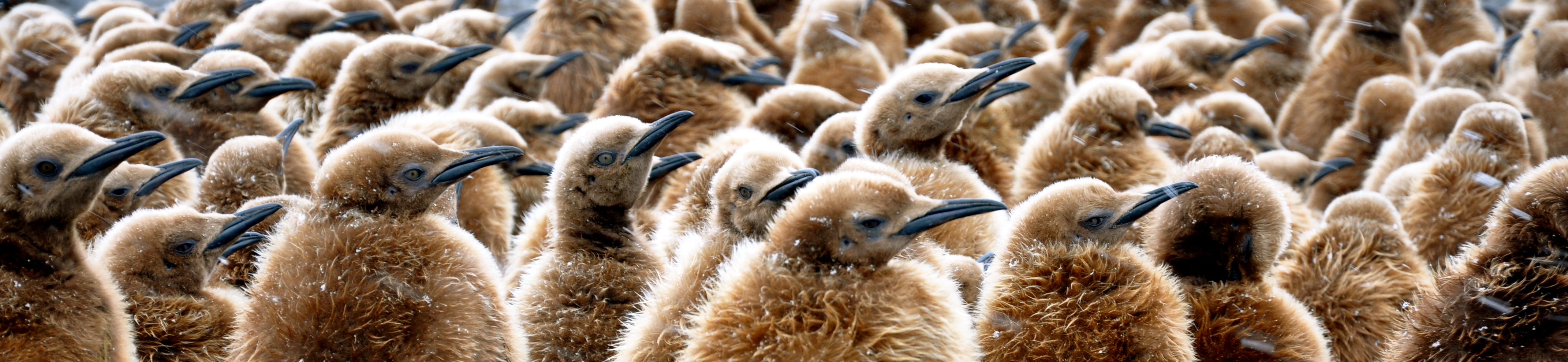 Skupina hnědě ochmýřených mláďat tučňáka patagonského v Gold Harbour, Jižní Georgie