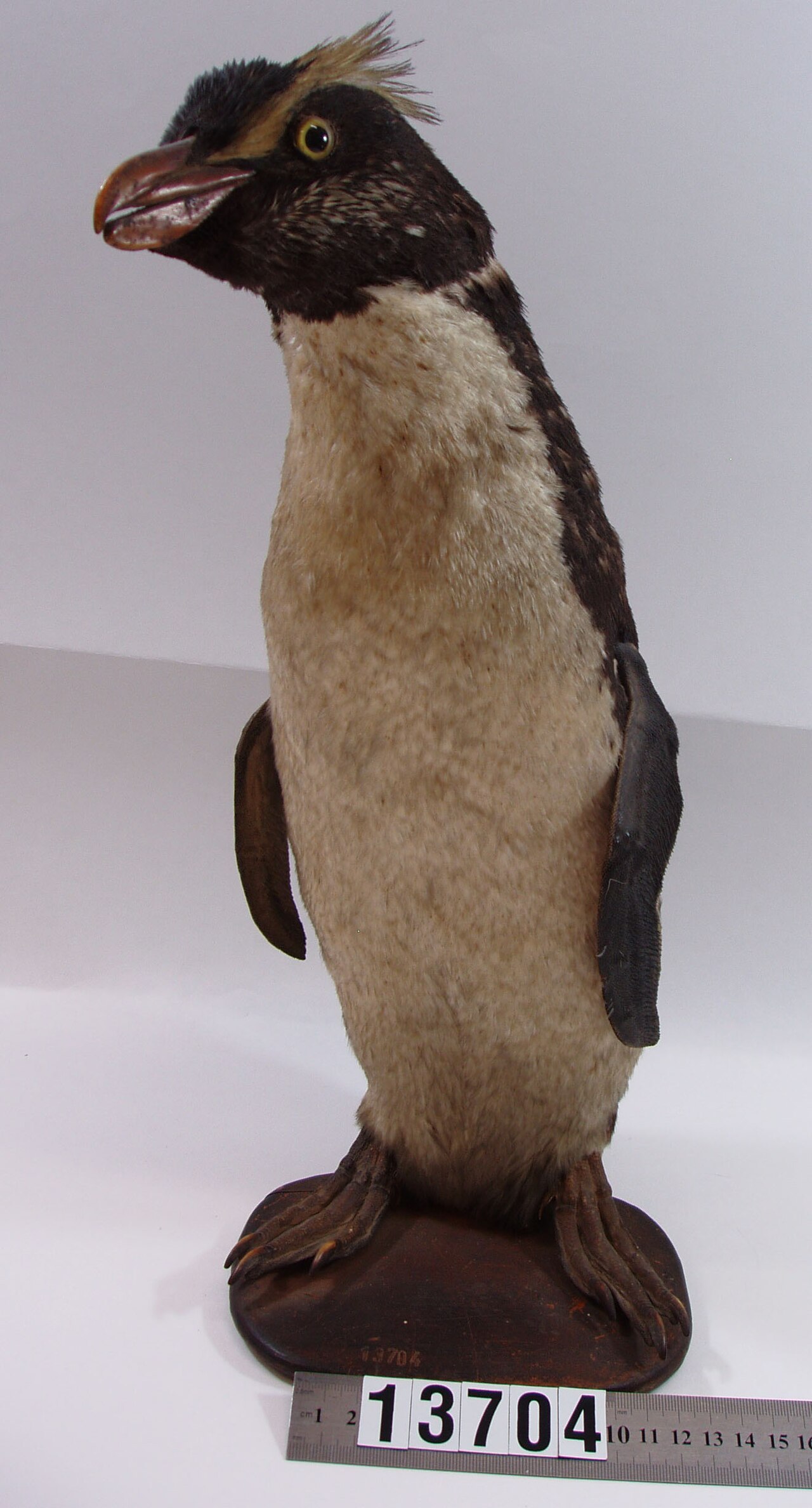 Eudyptes pachyrhynchus