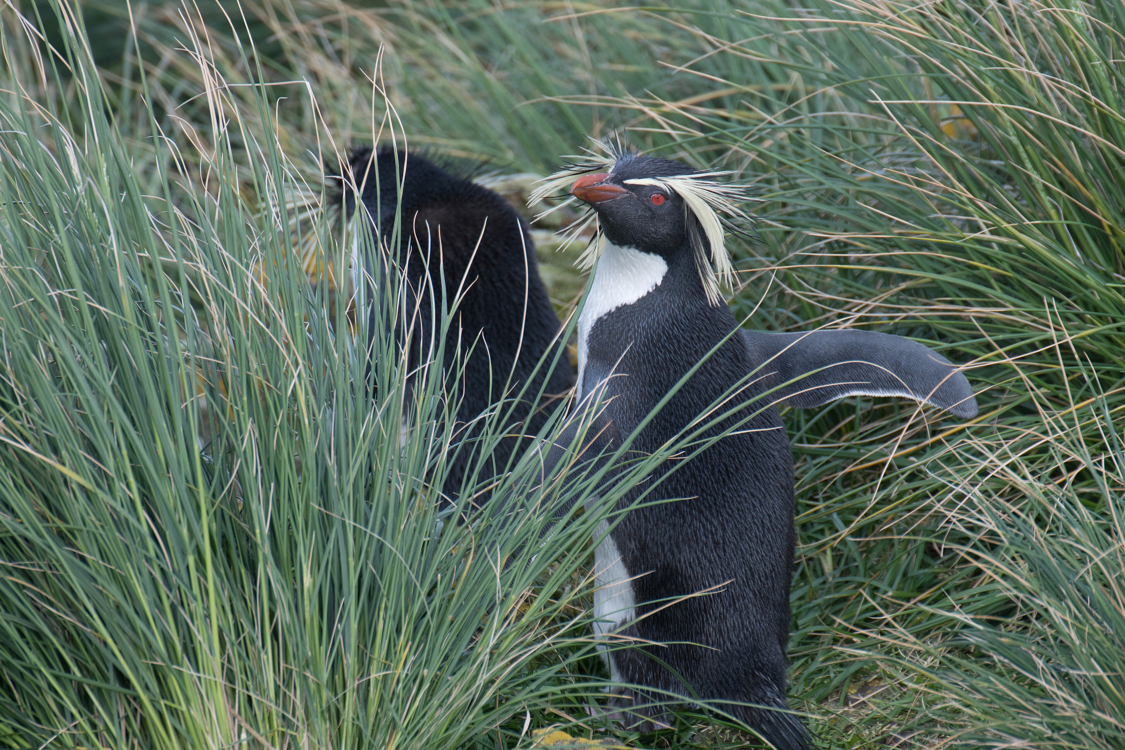 Dva tučňáci skalní severní na severním pobřeží ostrova Amsterdam