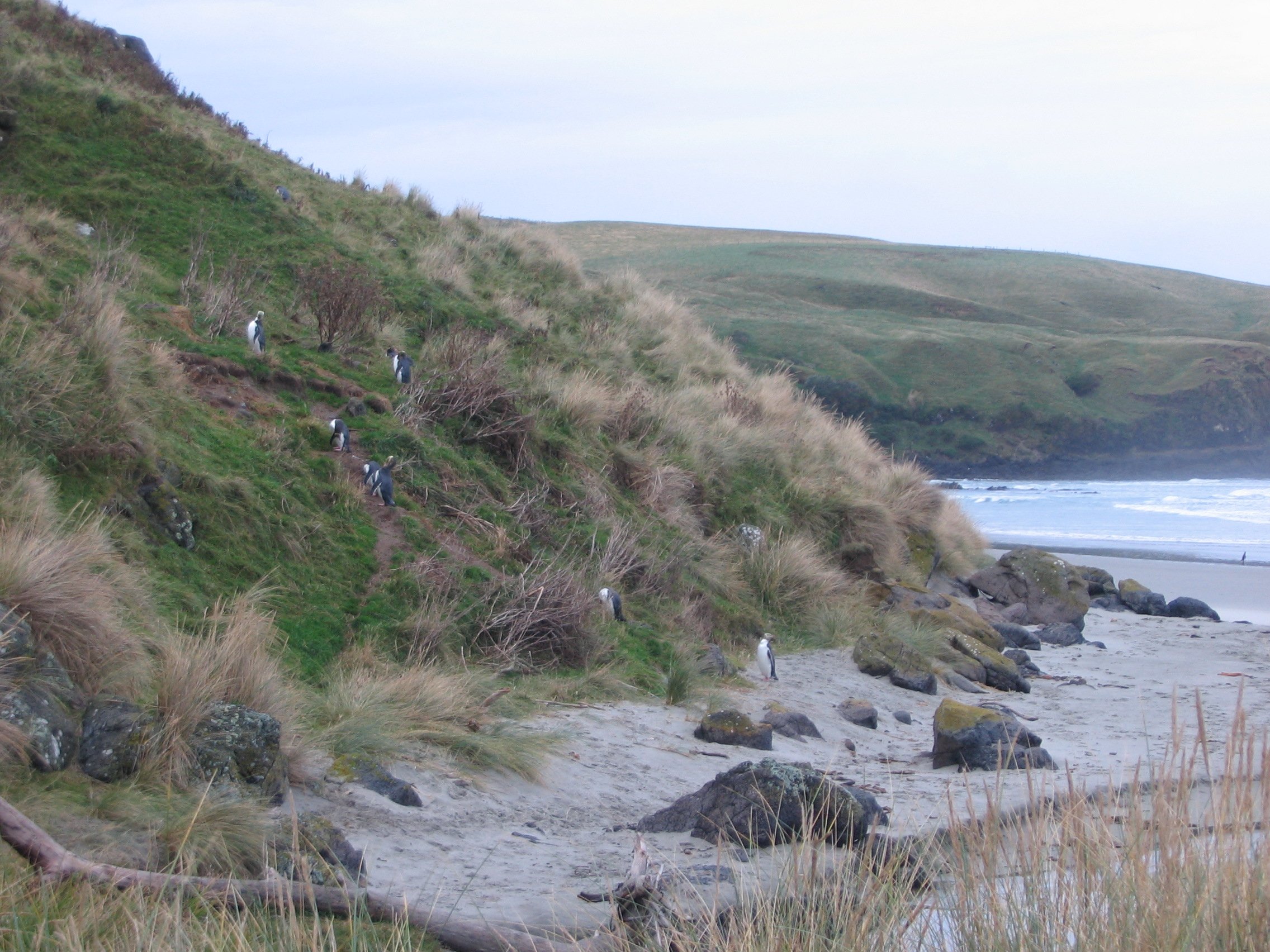 Skupina tučňáků žlutookých na pláži, Otago Peninsula