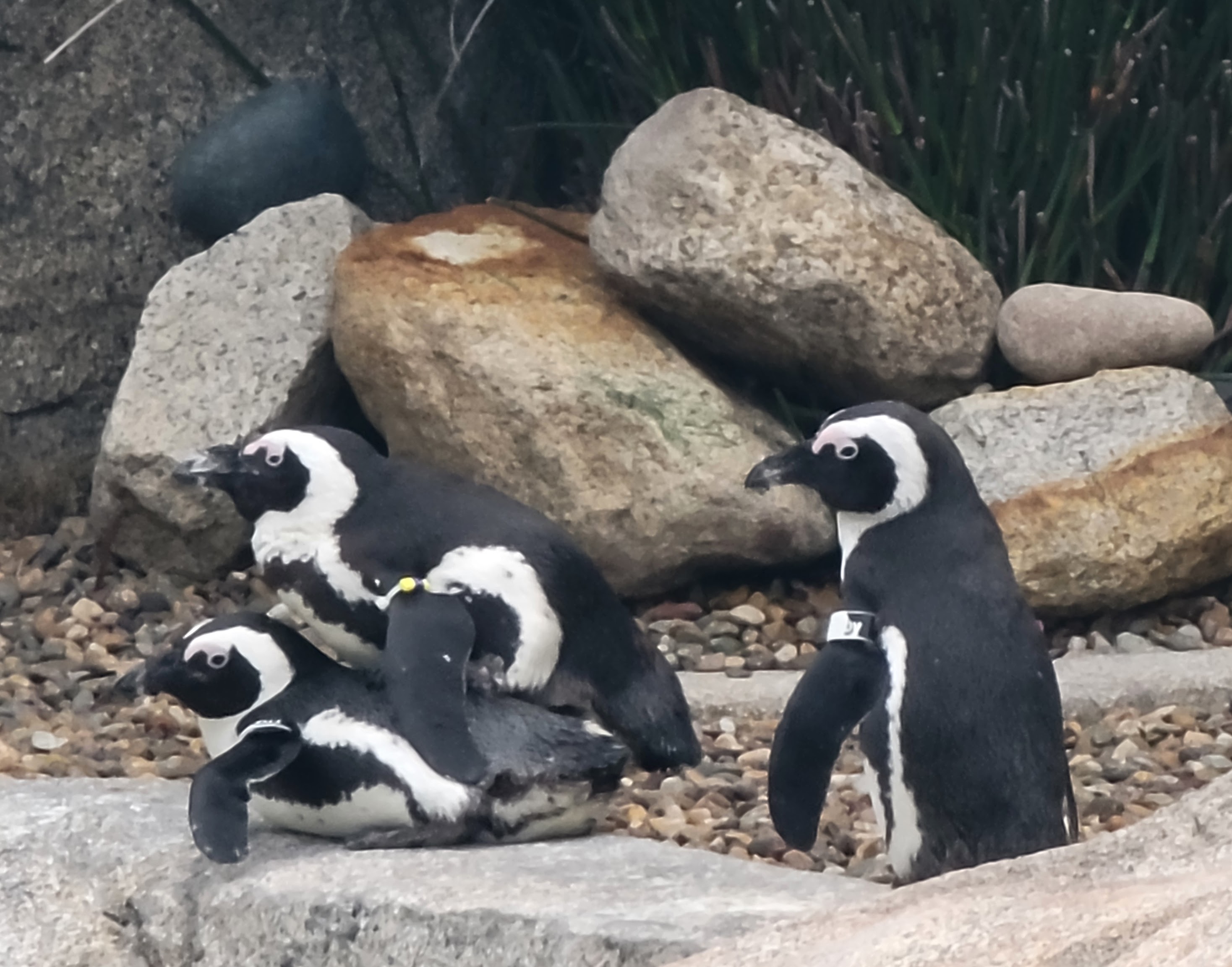 Dvojice tučňáků brýlových při páření