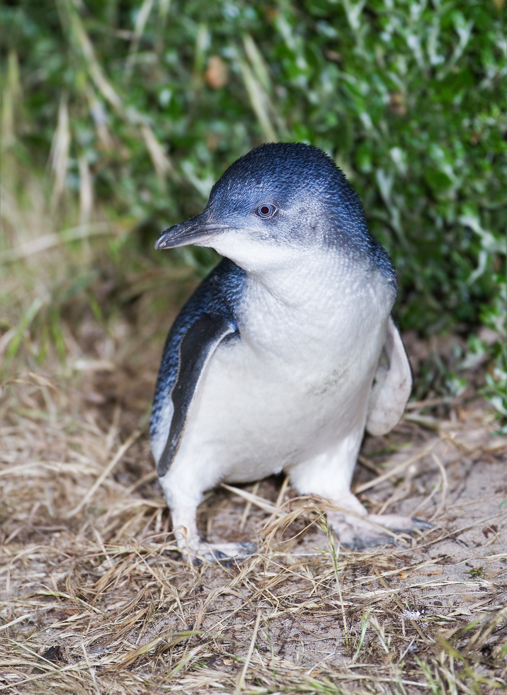 Tučňák nejmenší na Bruny Island, Tasmánie