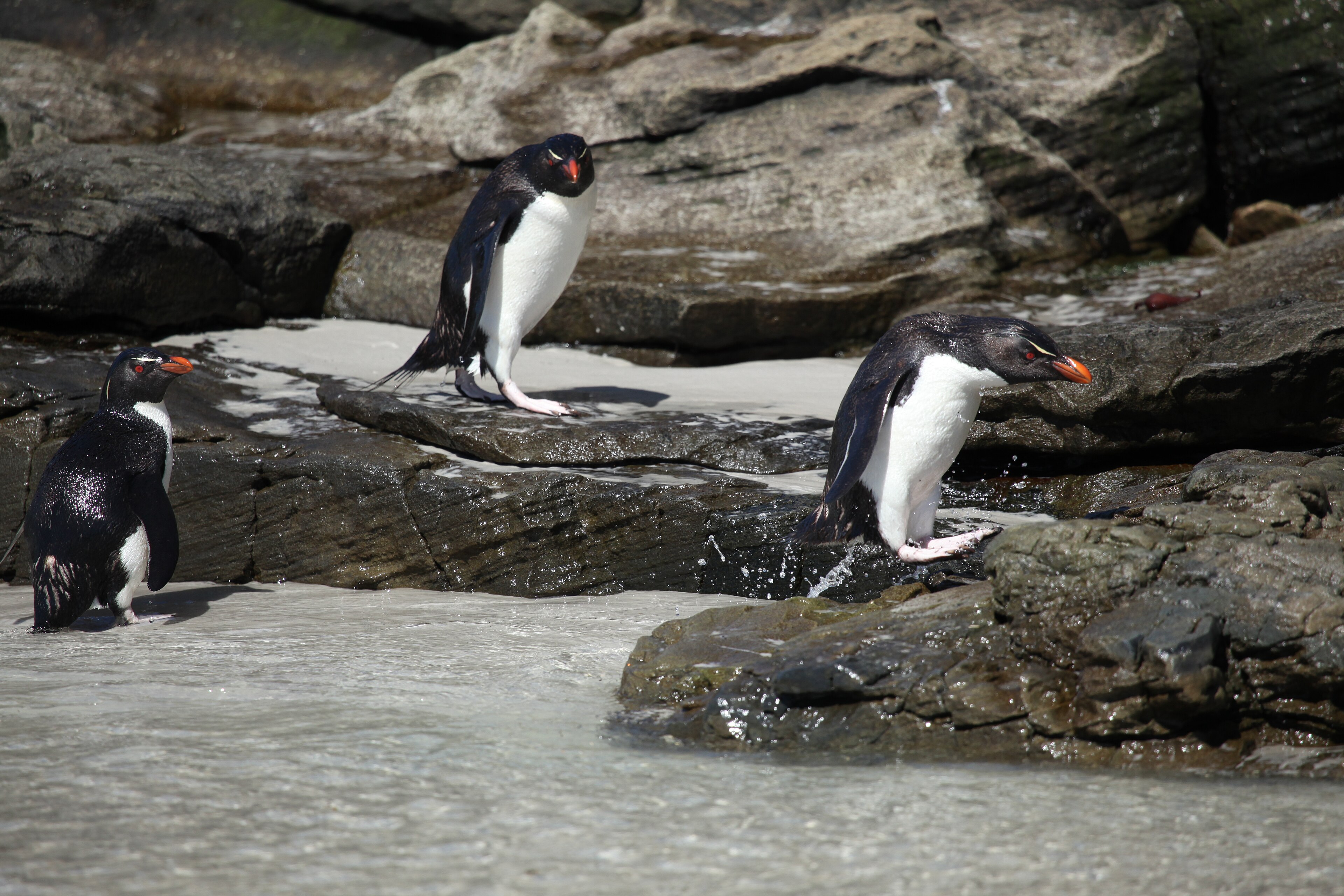 Tučňák skalní jižní vyskakující na skálu, Saunders Island