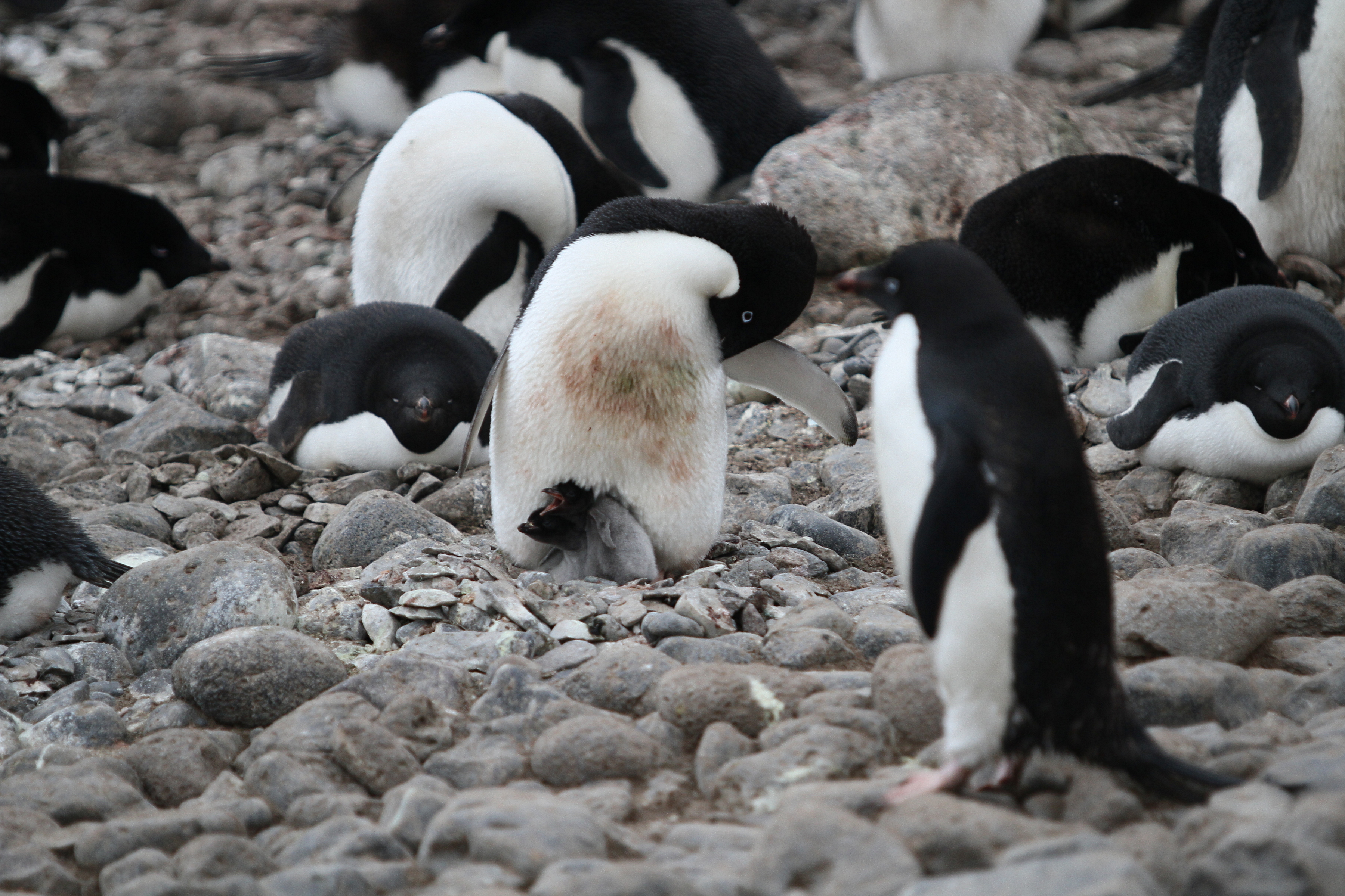 Skupina mláďat tučňáka kroužkového v péřovém šatě na Paulet Island