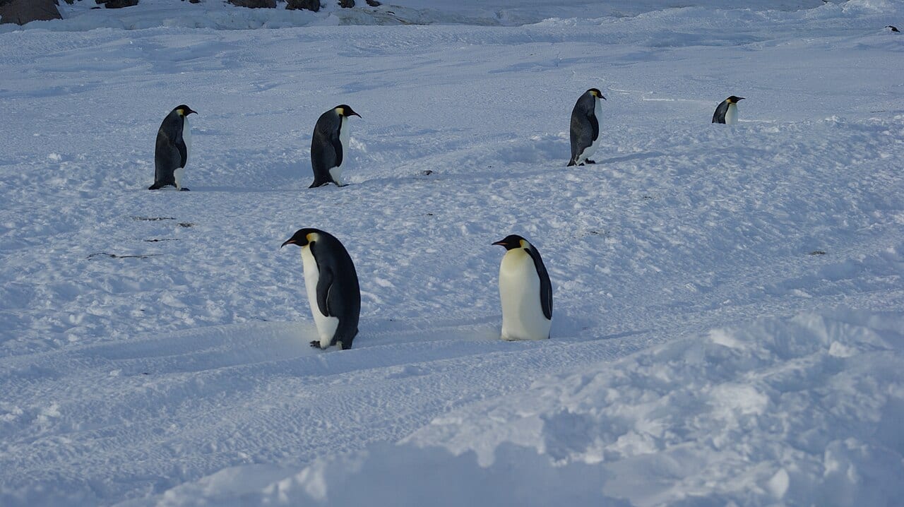 Tučňák císařský — fotografie z Wikimedia Commons