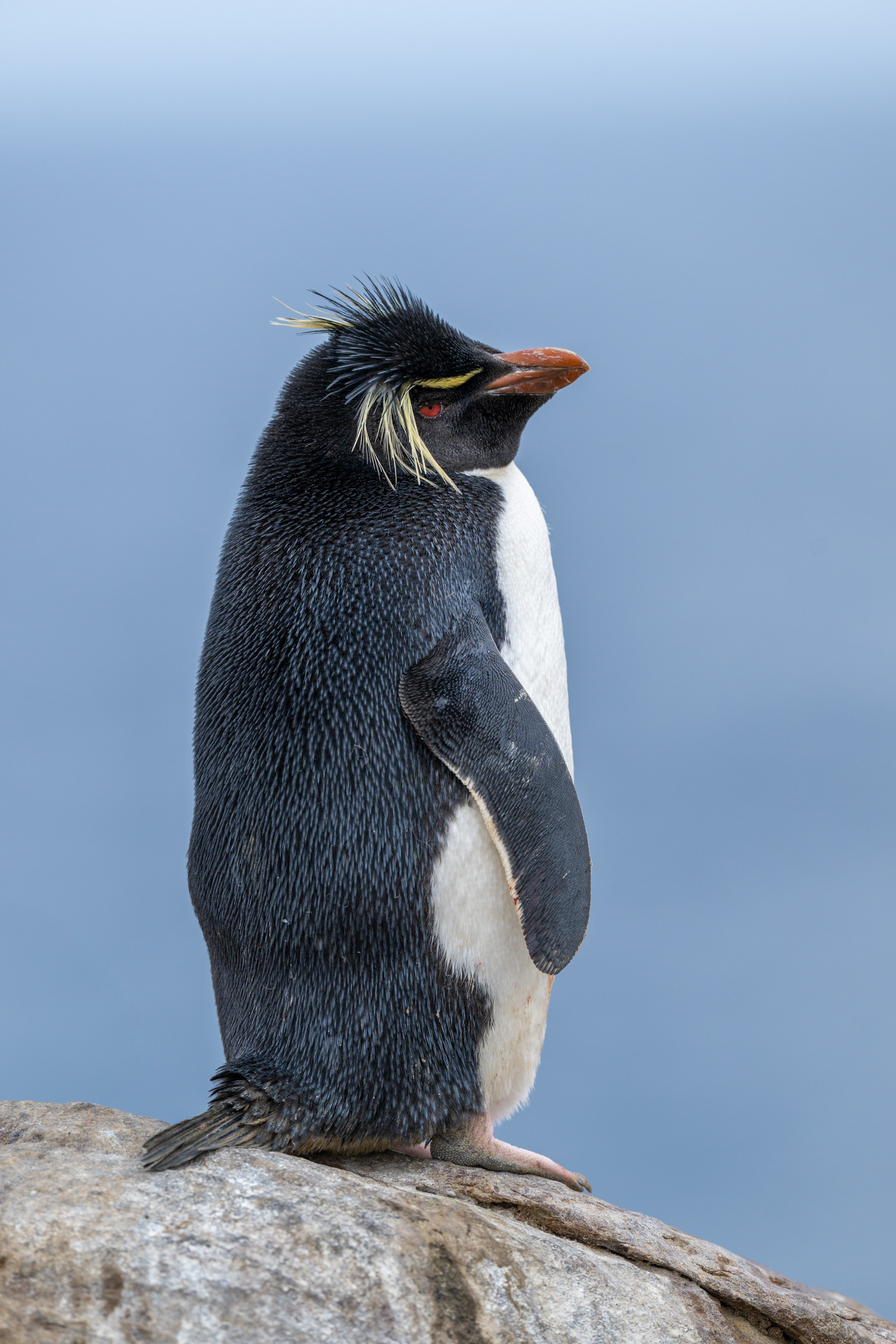 Detail tučňáka skalního jižního se žlutou chocholkou, New Island