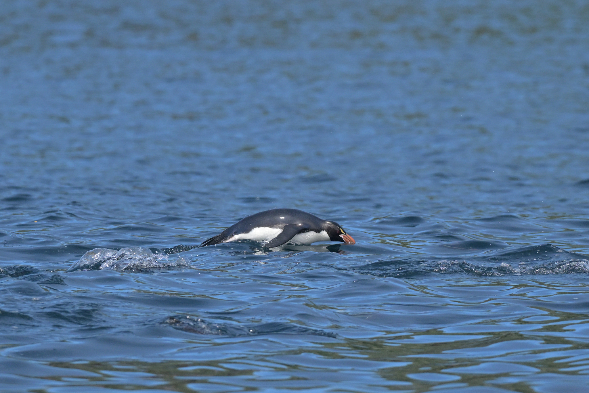 Tučňák snareský na skalách, Southland, Nový Zéland