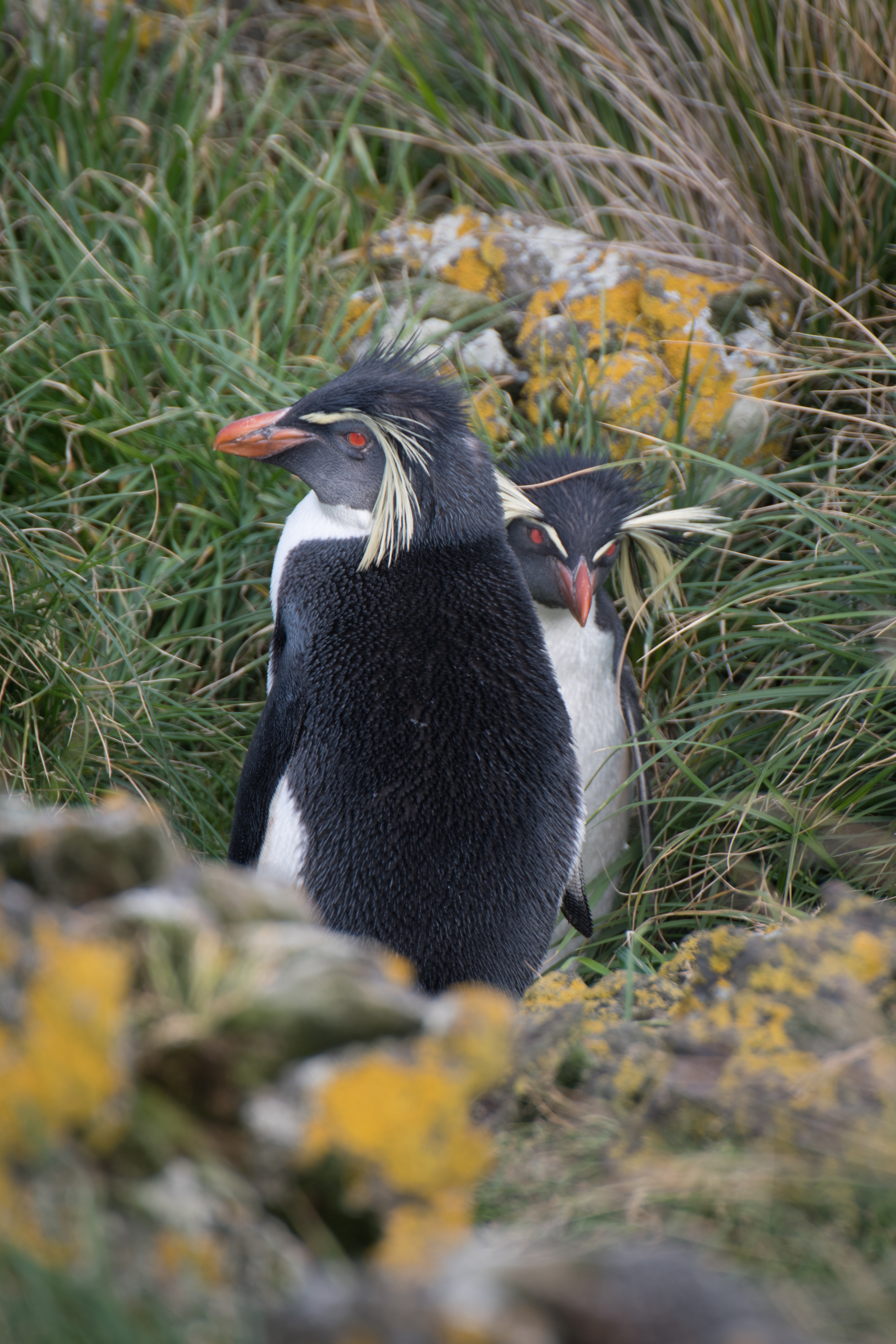Tučňáci skalní severní na skalách, ostrov Amsterdam