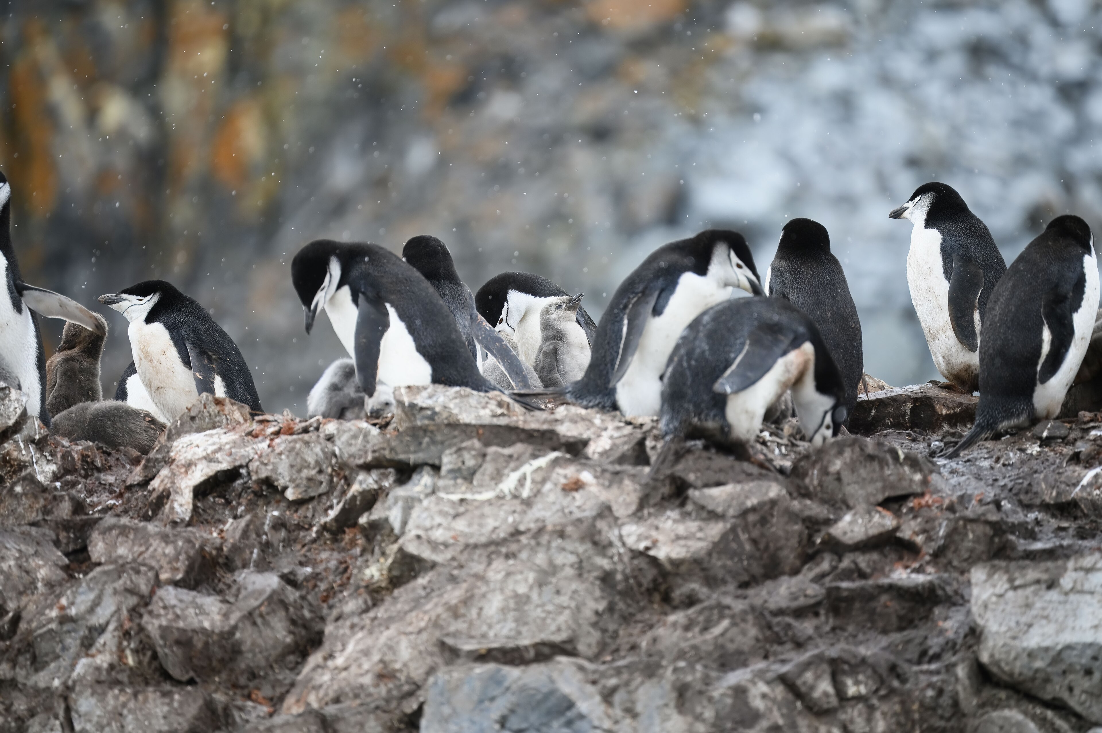 Detail hlavy tučňáka uzdičkového, Half Moon Island