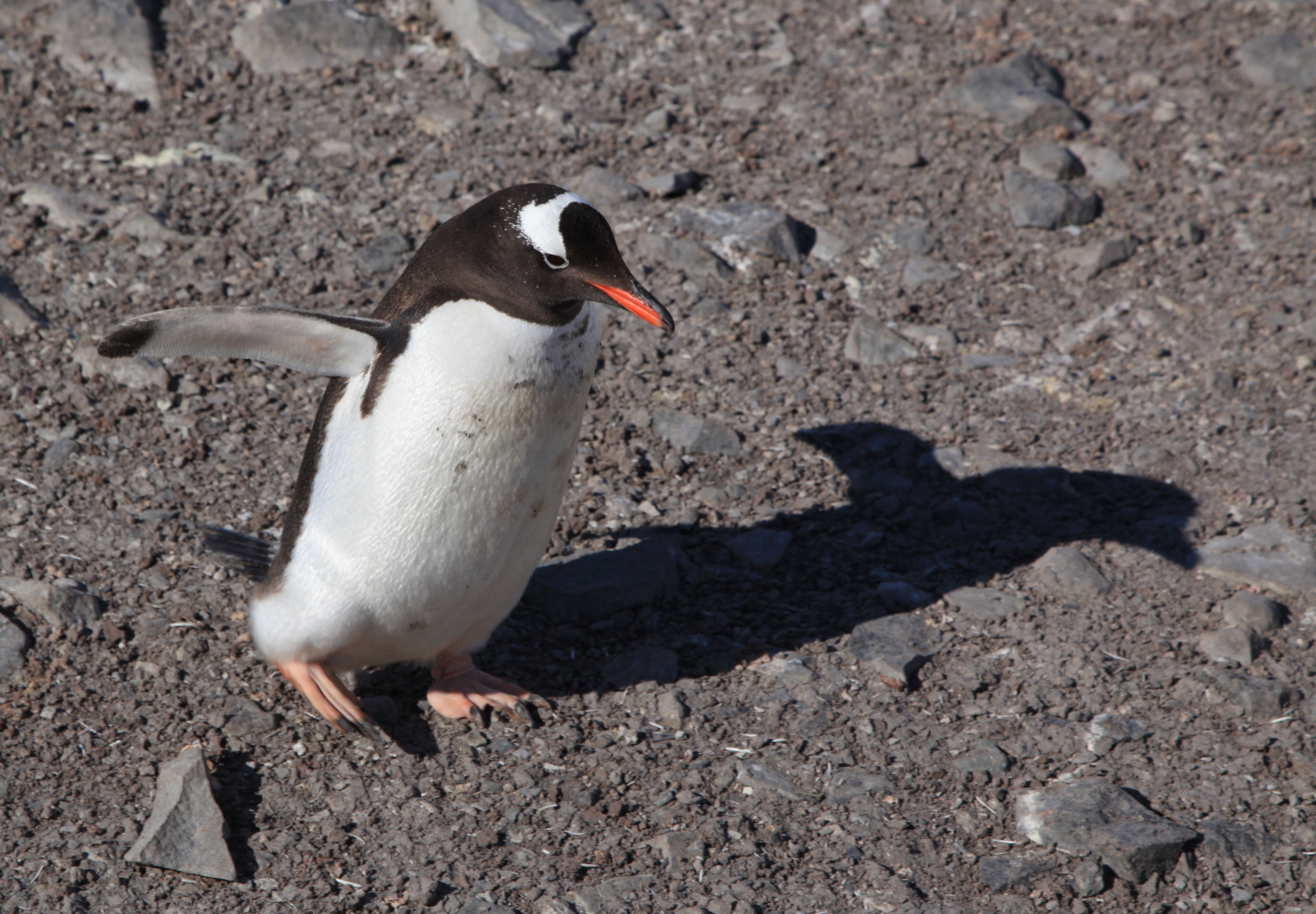 Dospělý tučňák oslí procházející se u Waterboat Point, Antarktida