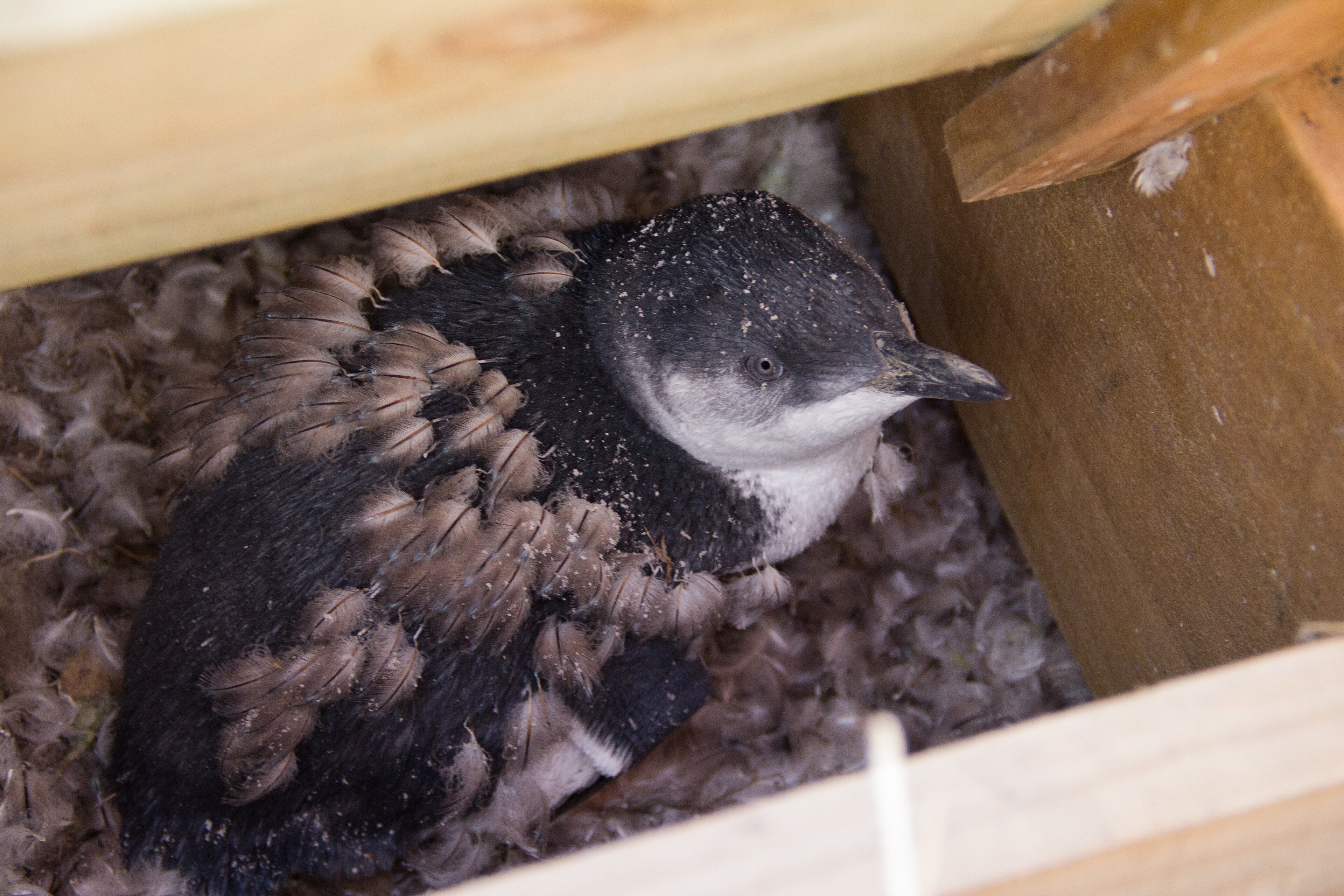 Tučňák nejmenší během pelichání v hnízdní boudě, Taputeranga Island