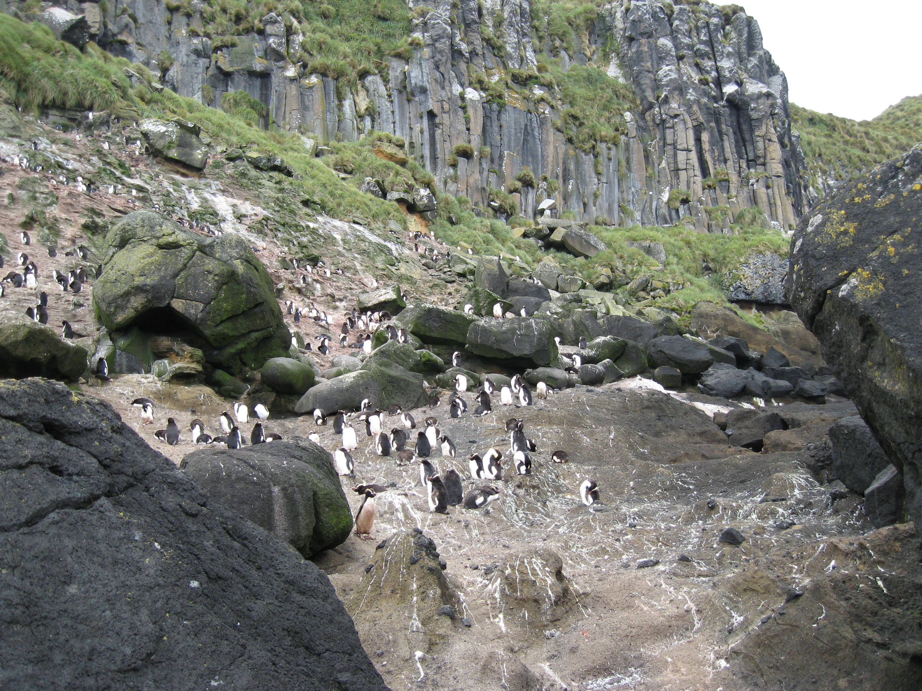 Kolonie tučňáka Sclaterova v Anchorage Bay, Antipodes Island