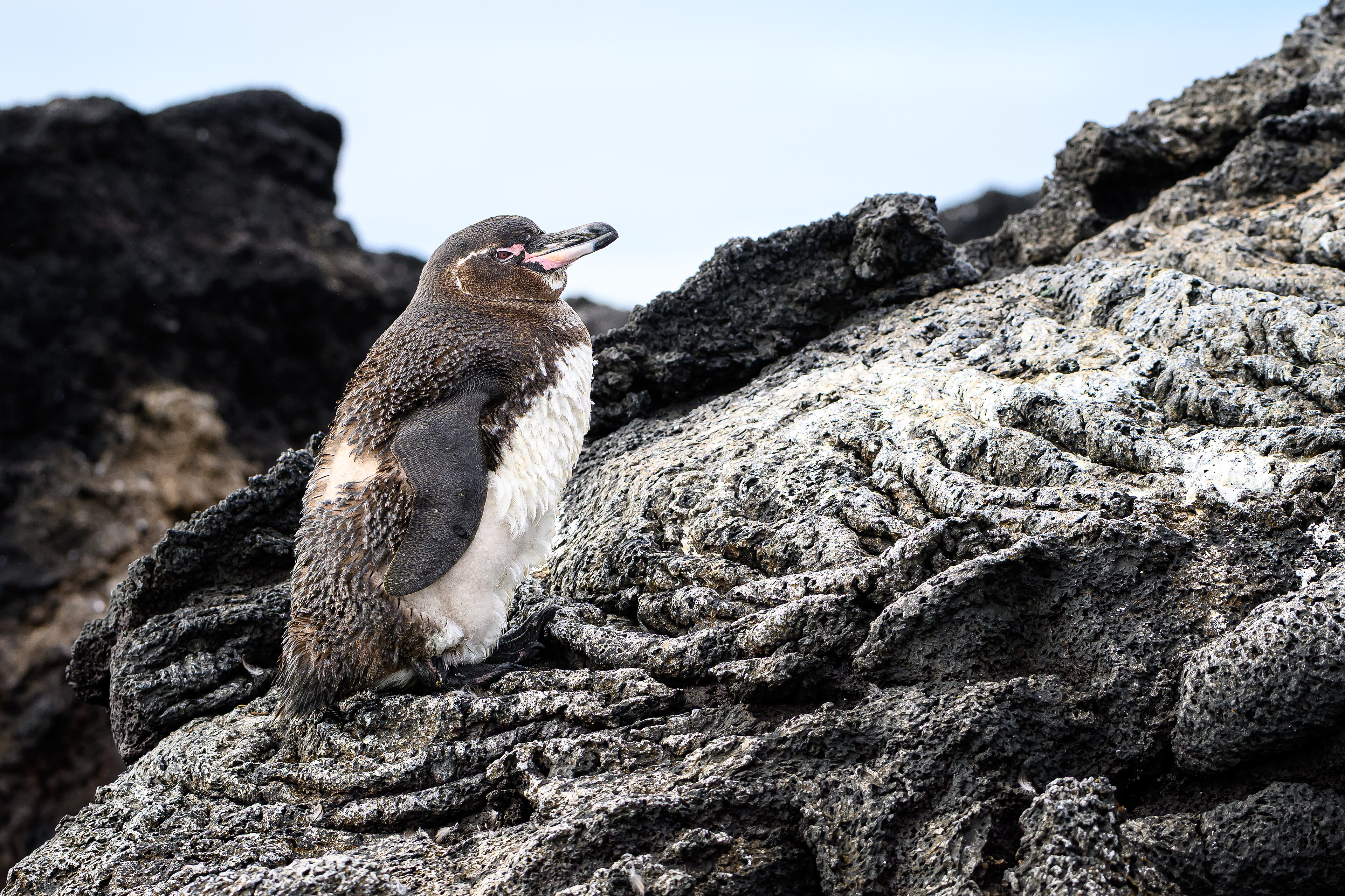 Tučňák galapážský v blízkém záběru na Galapágách