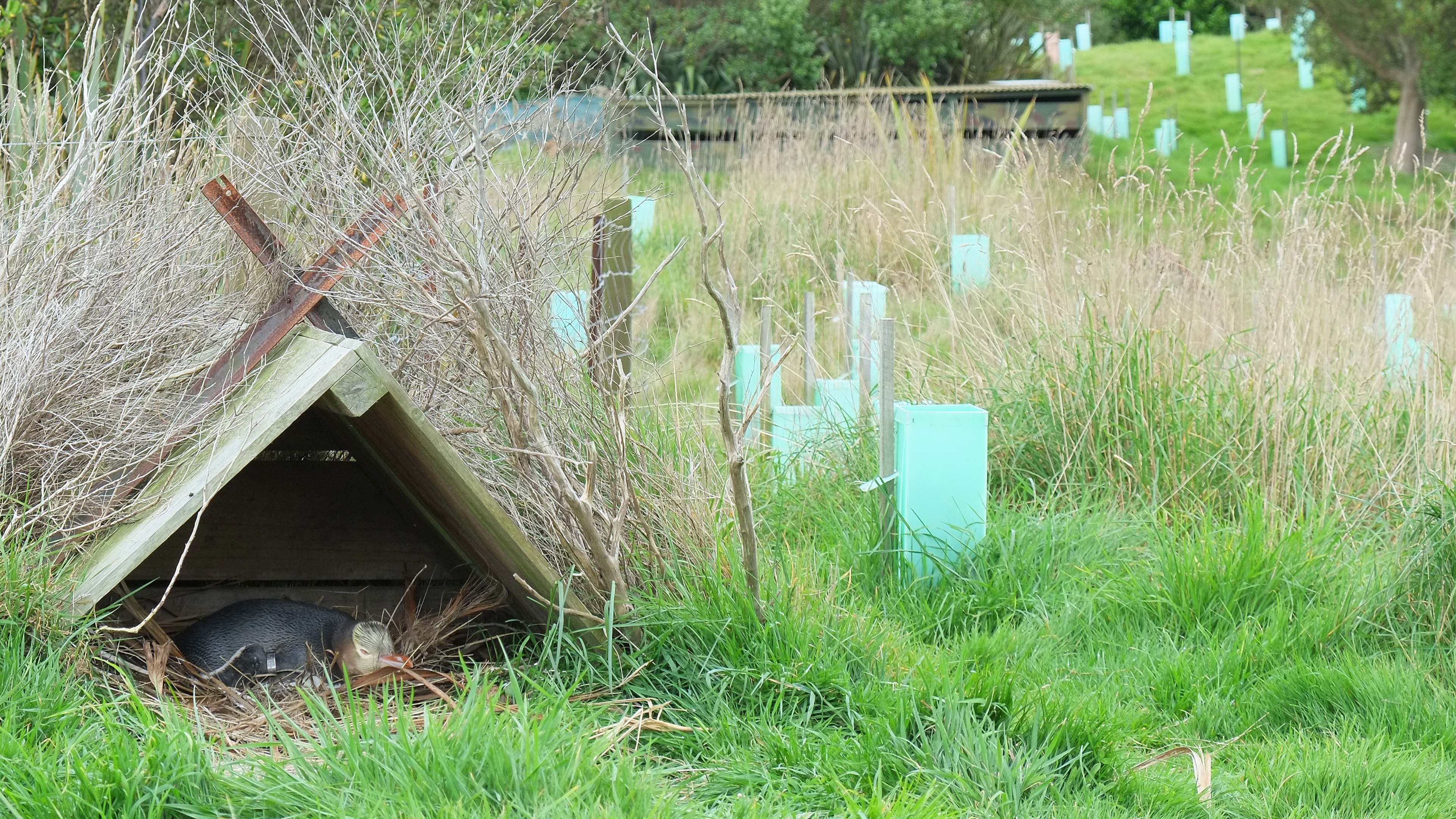Tučňák žlutooký v umělé hnízdní boudě, Penguin Place Otago Peninsula