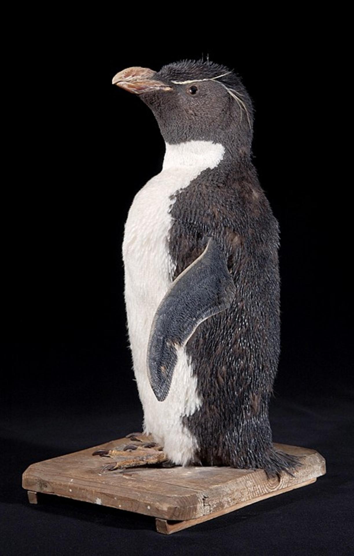 Eudyptes pachyrhynchus Gray, G.R., 1845