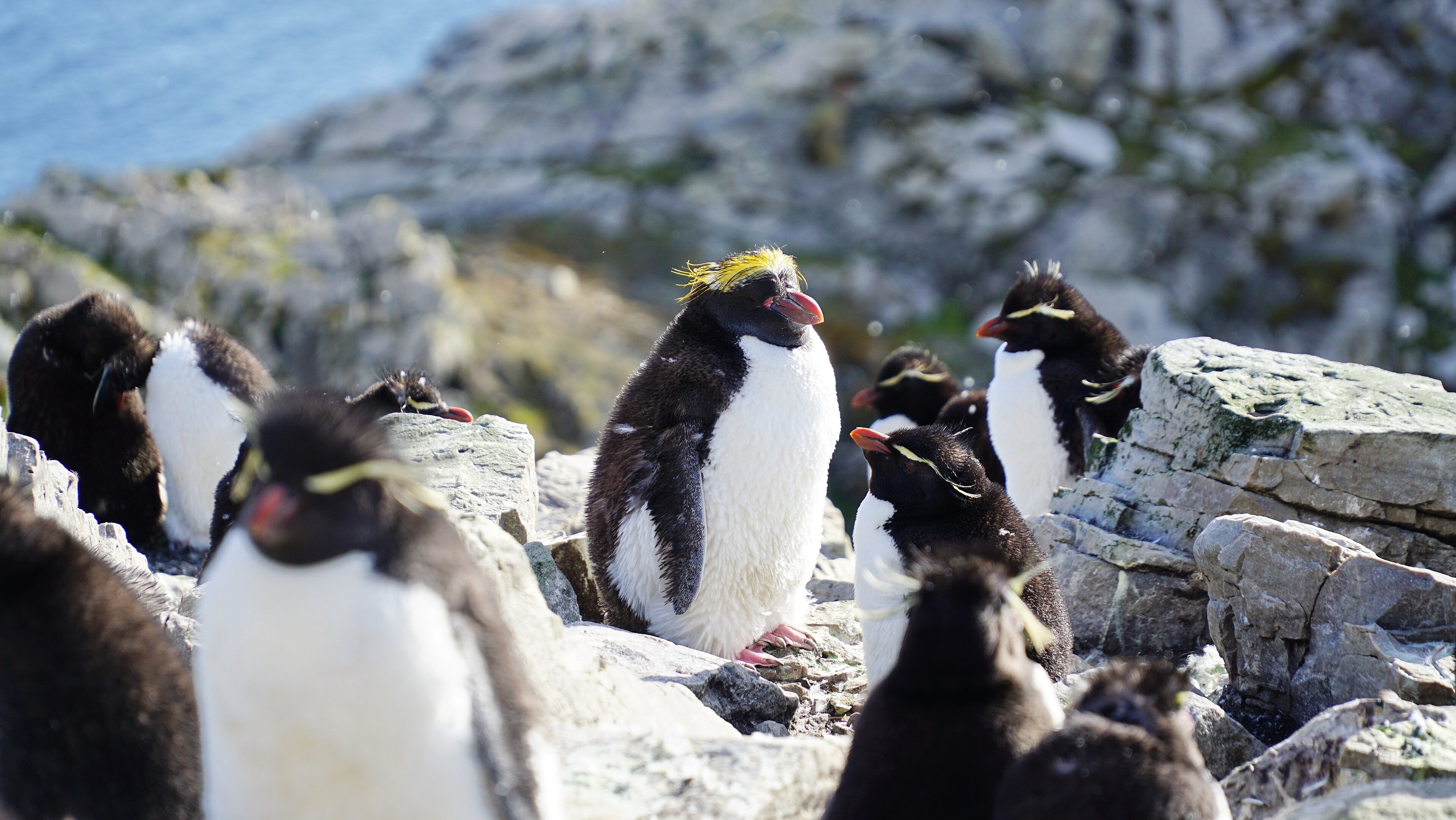 Osamělý tučňák zlatovlasý na Murrell Farm, East Falkland