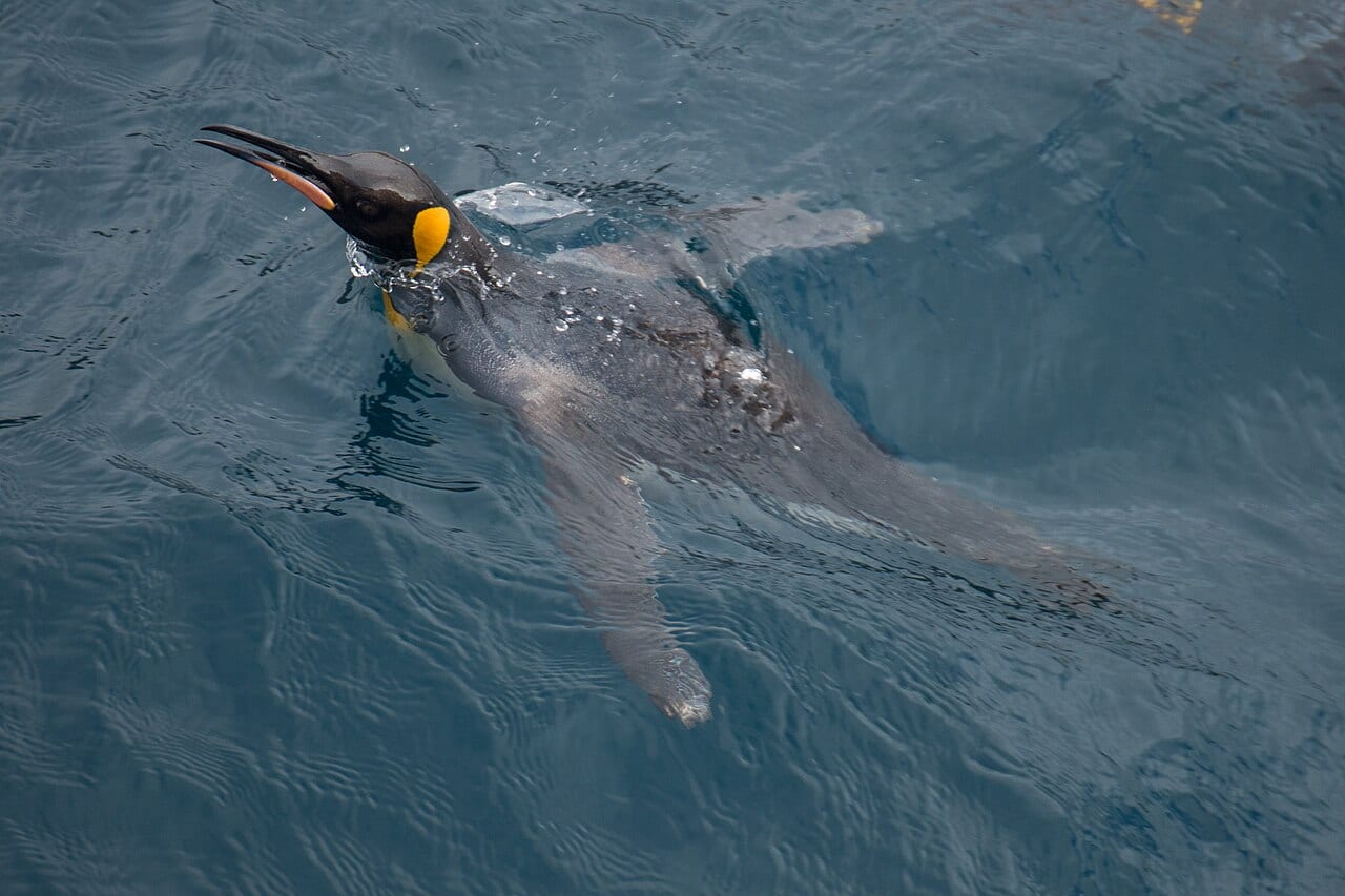 Tučňák patagonský — fotografie z Wikimedia Commons