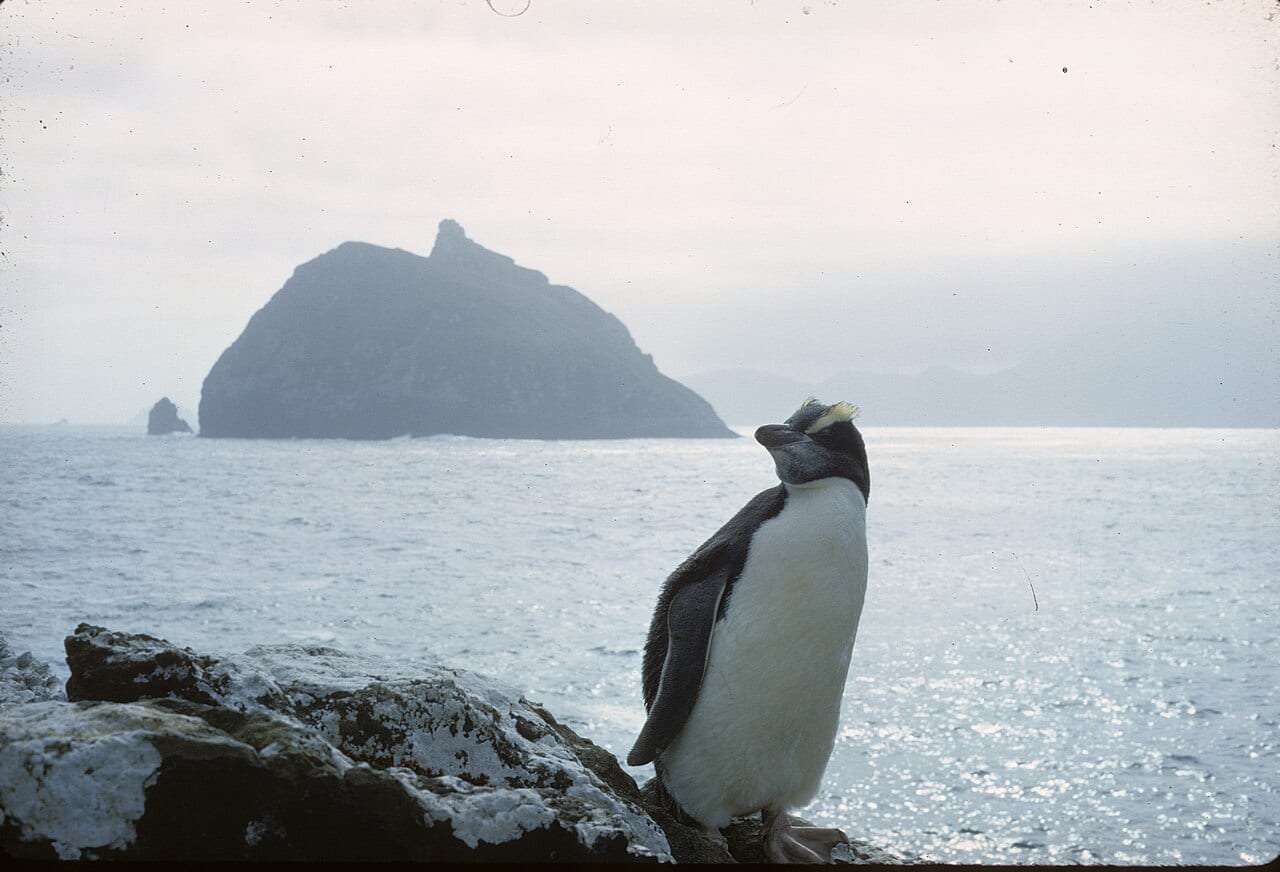 Tučňák Sclaterův — fotografie z Wikimedia Commons