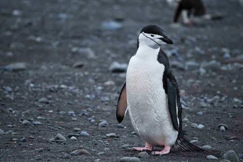 Tučňák uzdičkový — fotografie z Wikimedia Commons