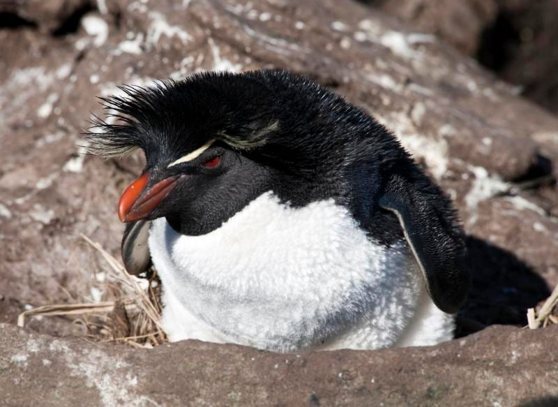 Tučňák skalní jižní — fotografie z Wikimedia Commons
