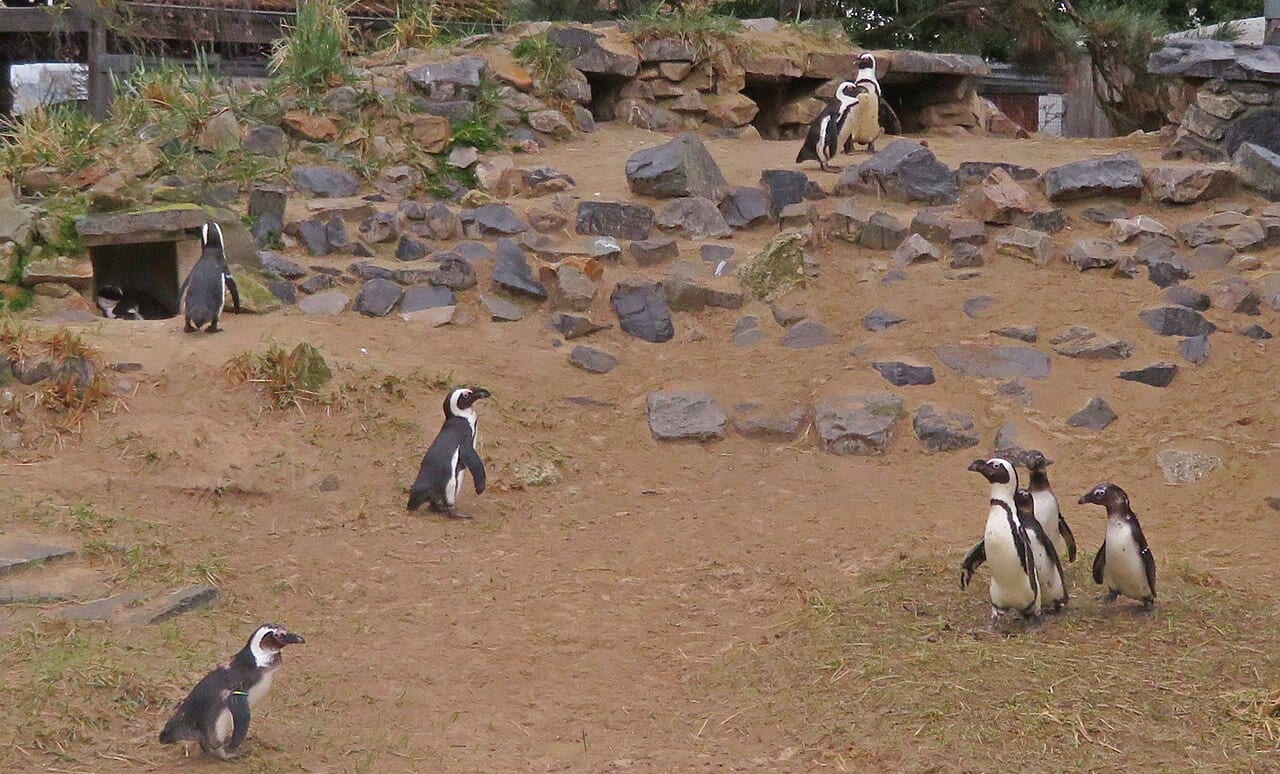 Tučňák brýlový — fotografie z Wikimedia Commons