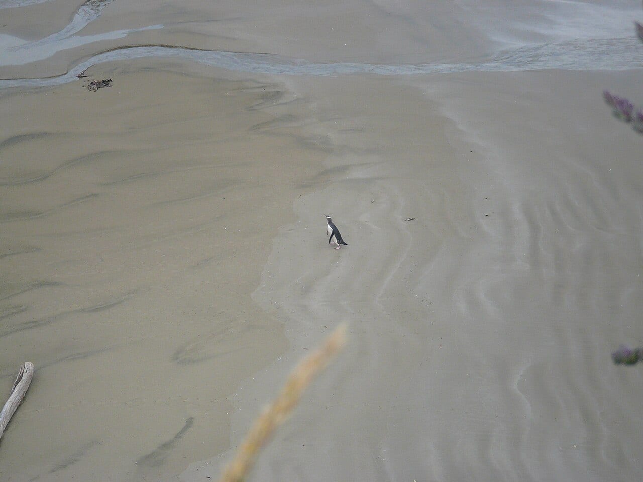 Tučňák žlutooký — fotografie z Wikimedia Commons