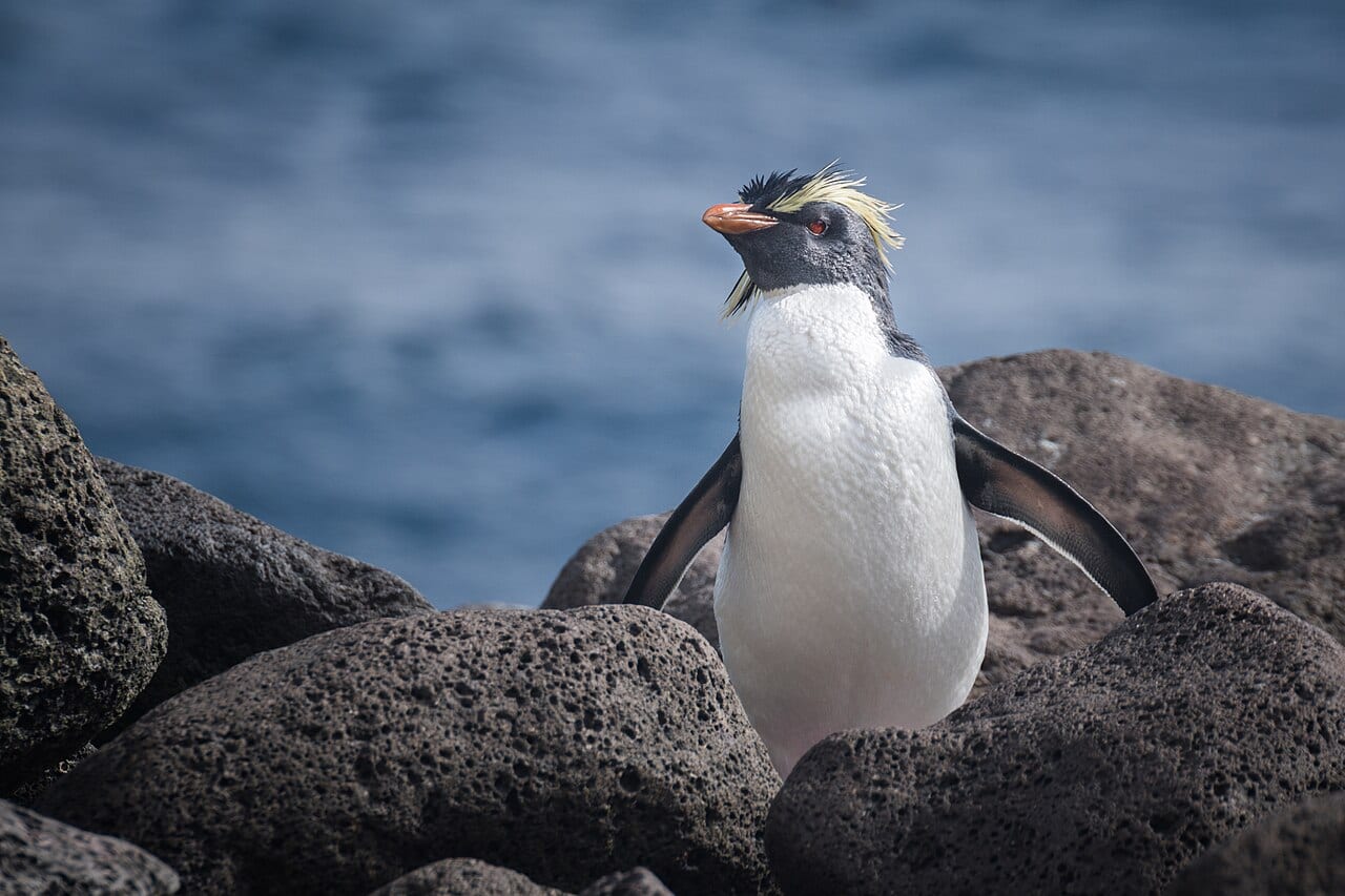 Tučňák skalní severní — fotografie z Wikimedia Commons